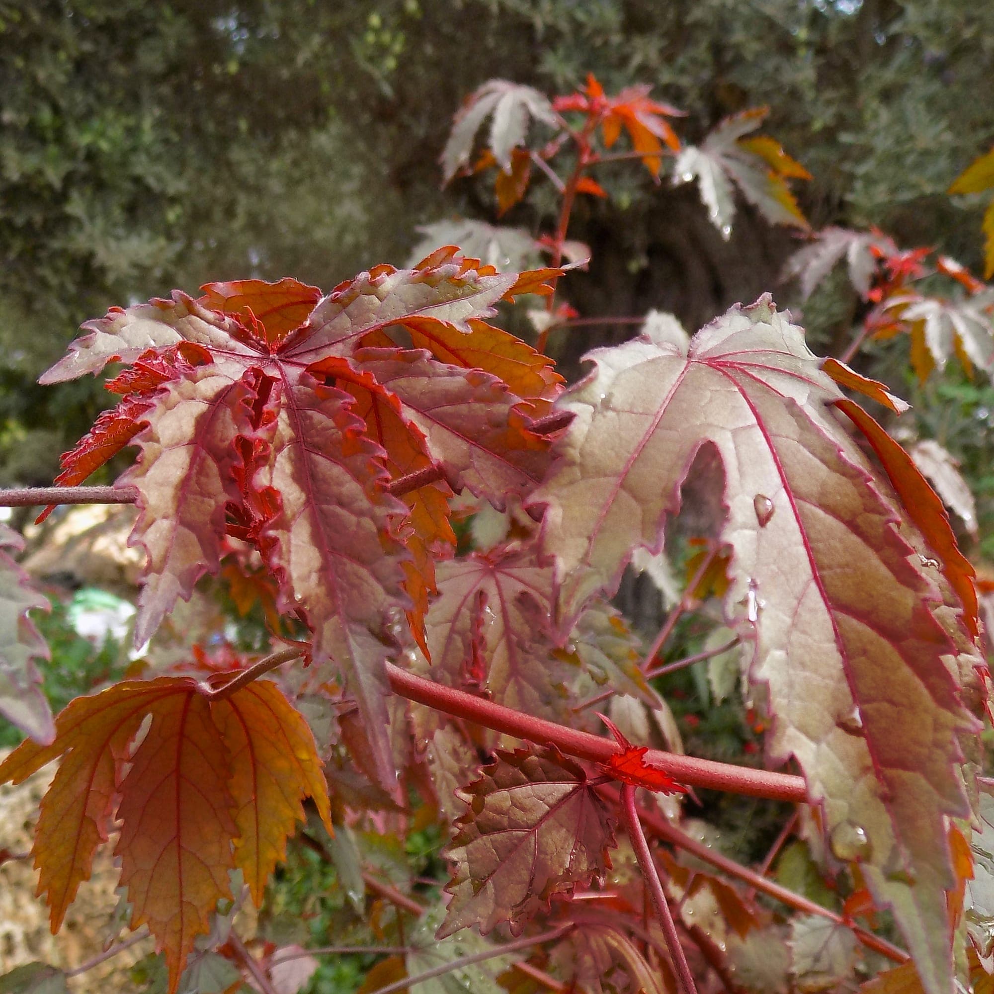 היביסקוס חמצמץ מאוריציוס | Mahogany Splendor | Maroon hibiscus