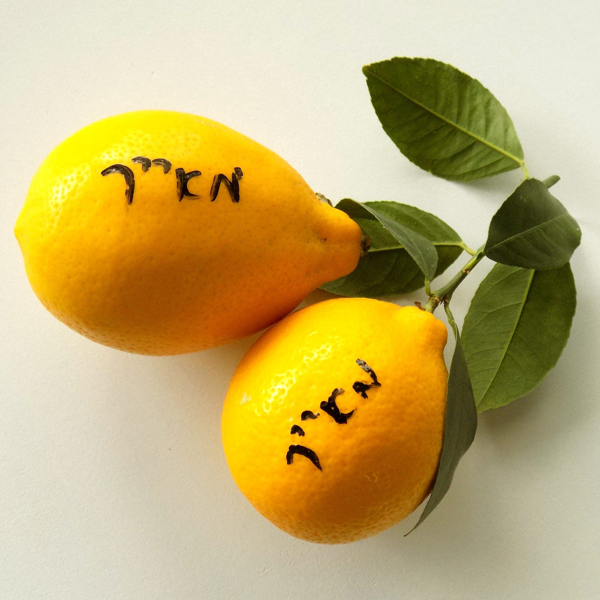 עץ לימון מאייר | Meyer lemon | Citrus Meyeri