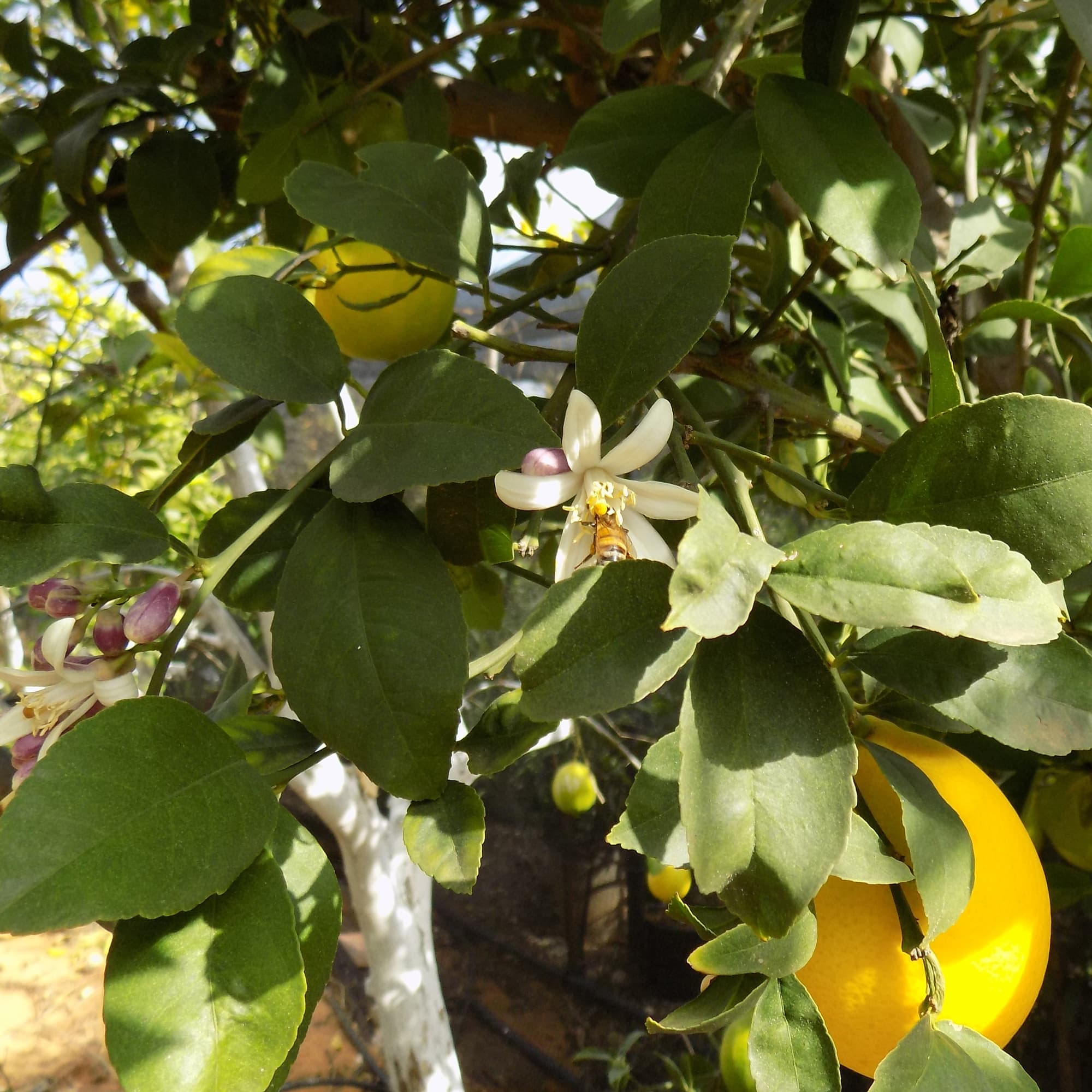 עץ לימון מאייר | Meyer lemon | Citrus Meyeri