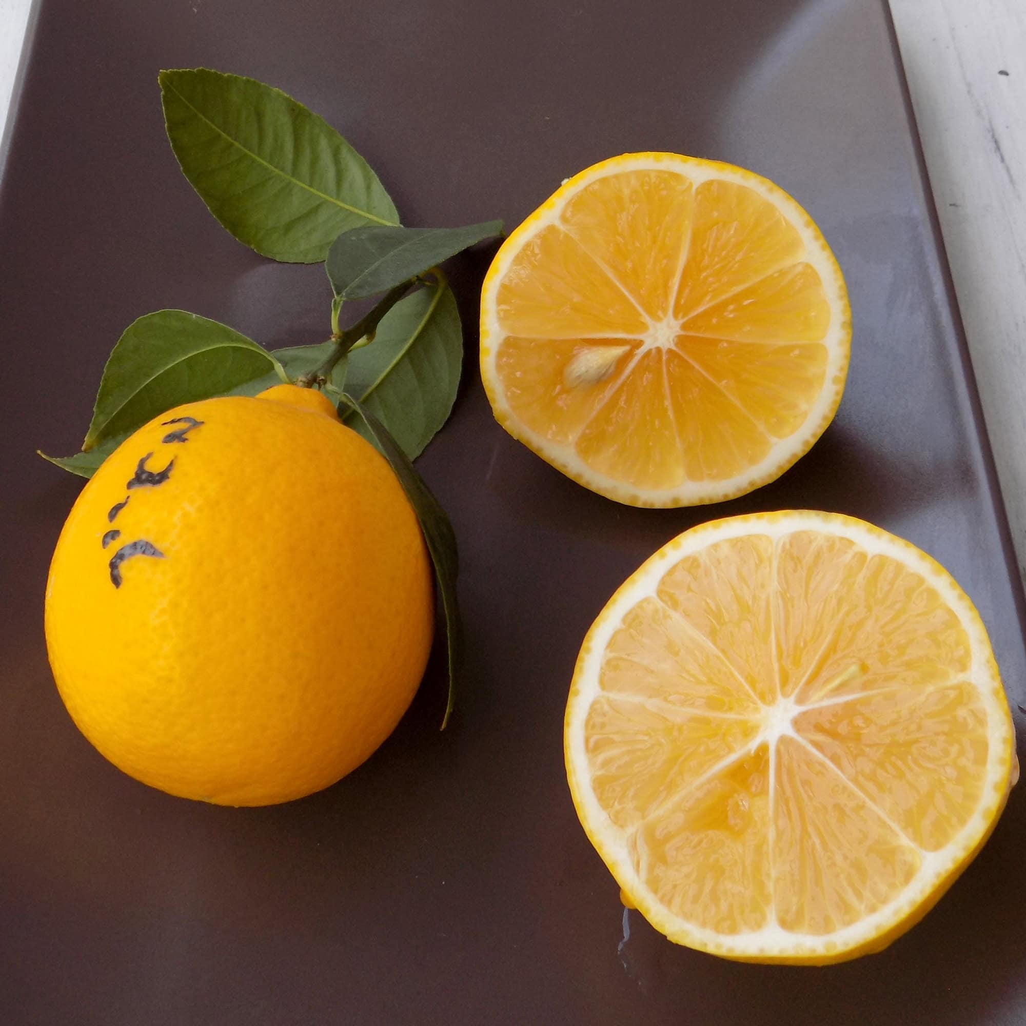 עץ לימון מאייר | Meyer lemon | Citrus Meyeri