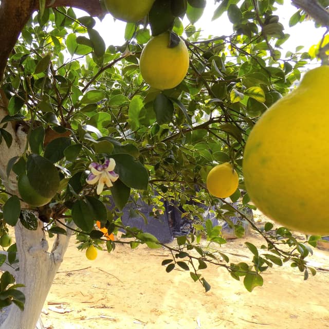 עץ לימון מאייר | Meyer lemon | Citrus Meyeri