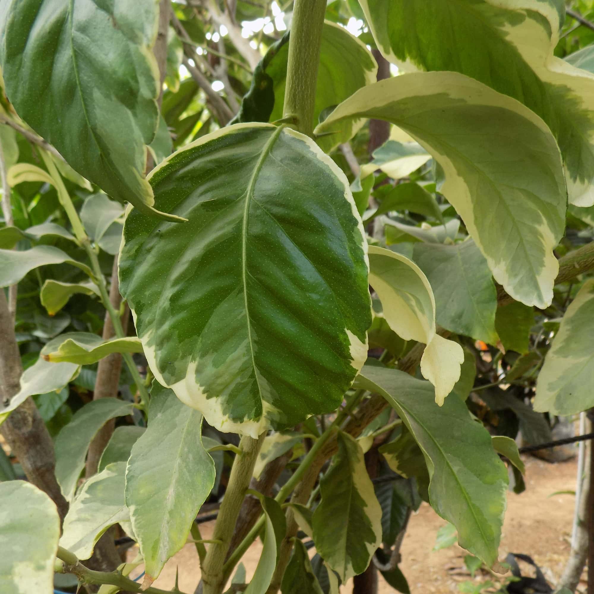 לימון מגוון | Variegated pink lemon