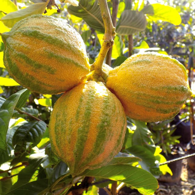 לימון מגוון | Variegated pink lemon