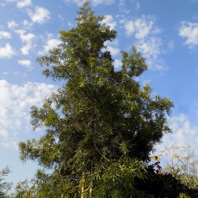 Podocarpus falcatus | פודוקרפוס מגלי