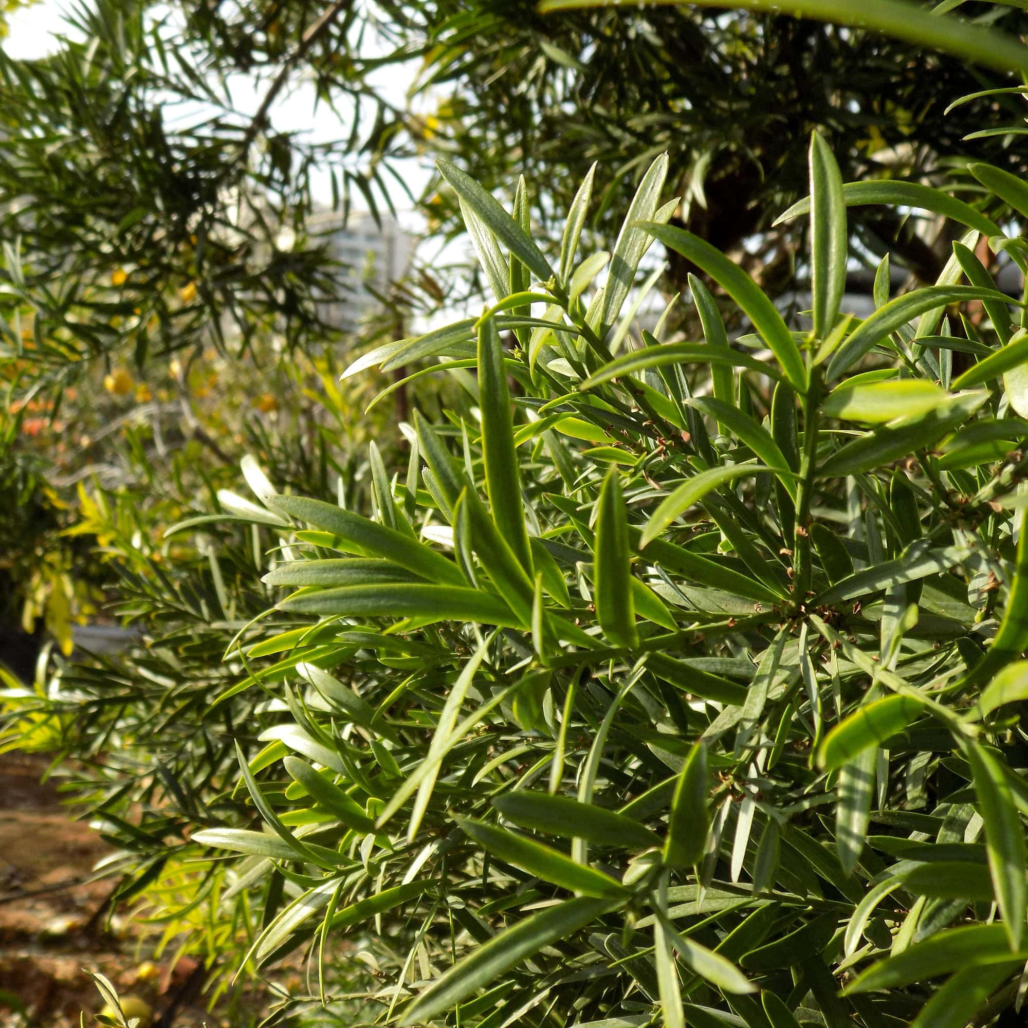 Podocarpus falcatus | פודוקרפוס מגלי