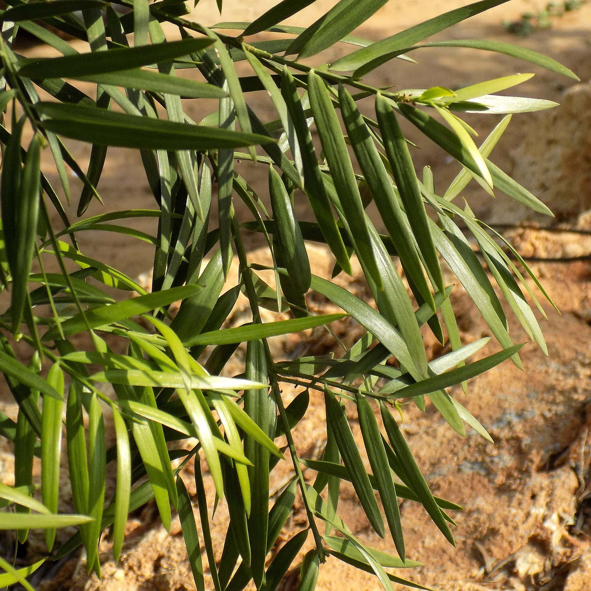 Podocarpus falcatus | פודוקרפוס מגלי