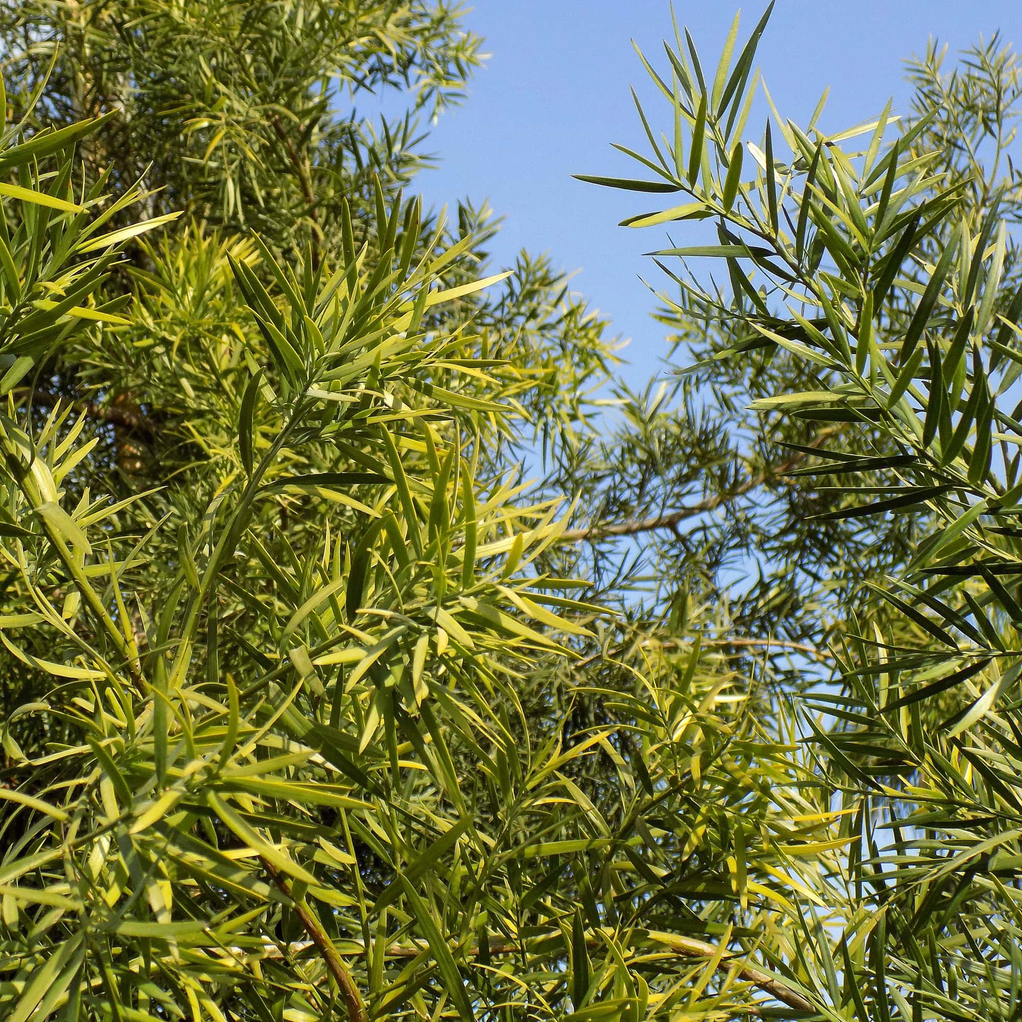 Podocarpus falcatus | פודוקרפוס מגלי