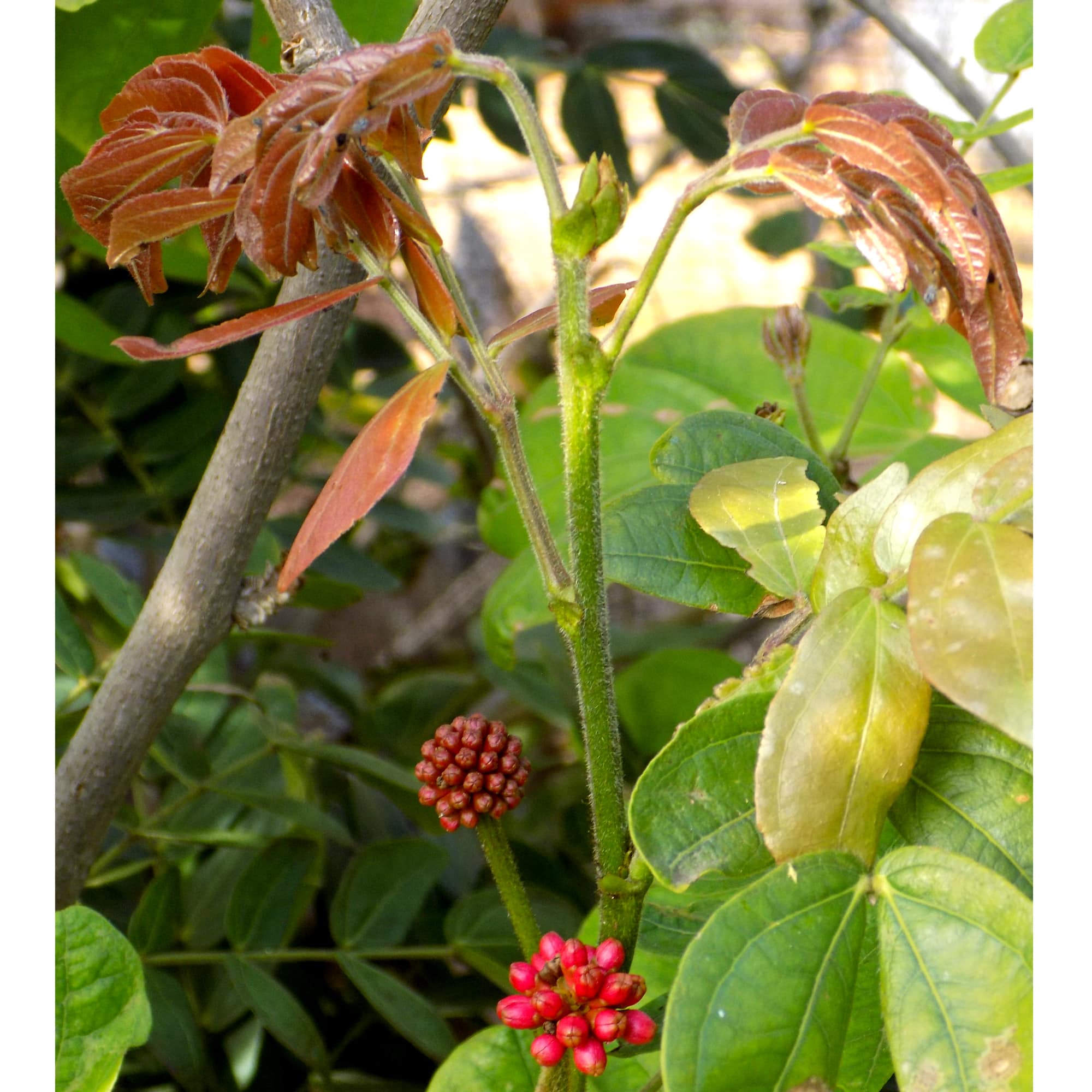 קליאנדרה ורודת קרקפות | Calliandra haematocephala | קליאנדרה אדומת פרי