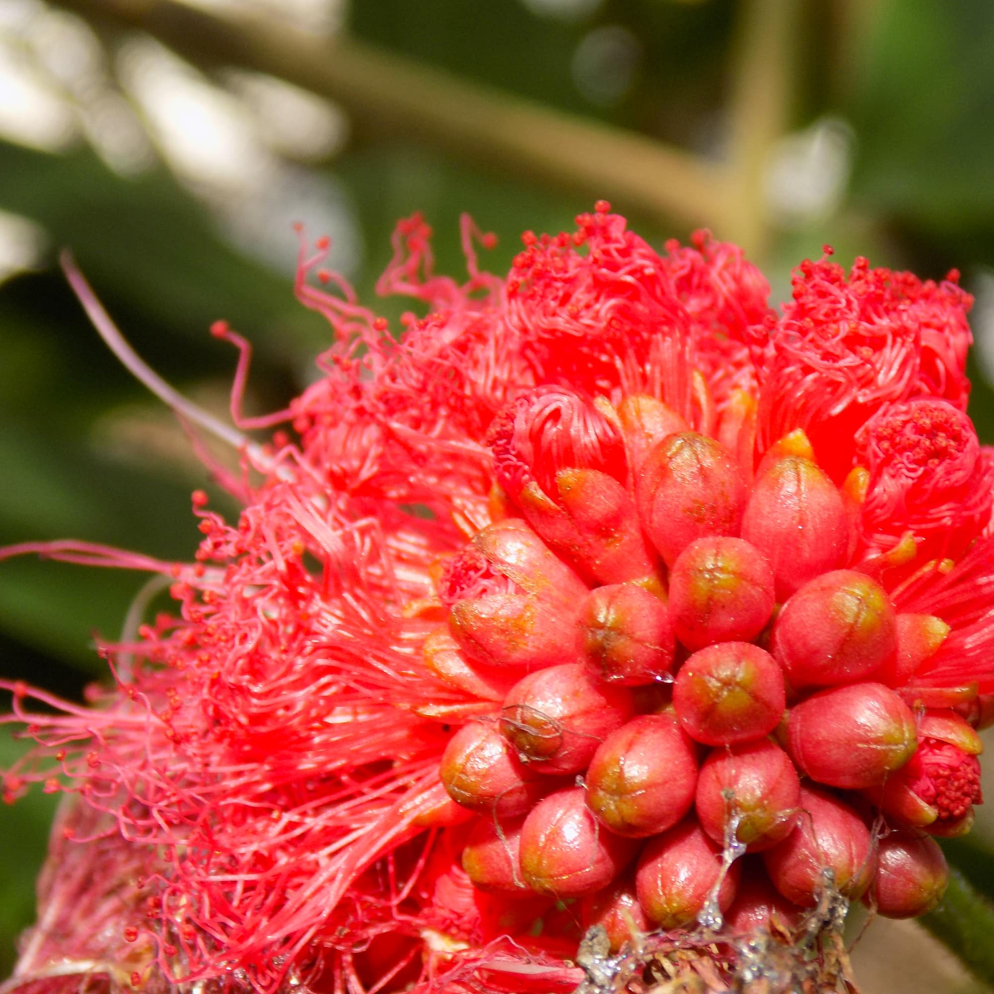 קליאנדרה ורודת קרקפות | Calliandra haematocephala | קליאנדרה אדומת פרי