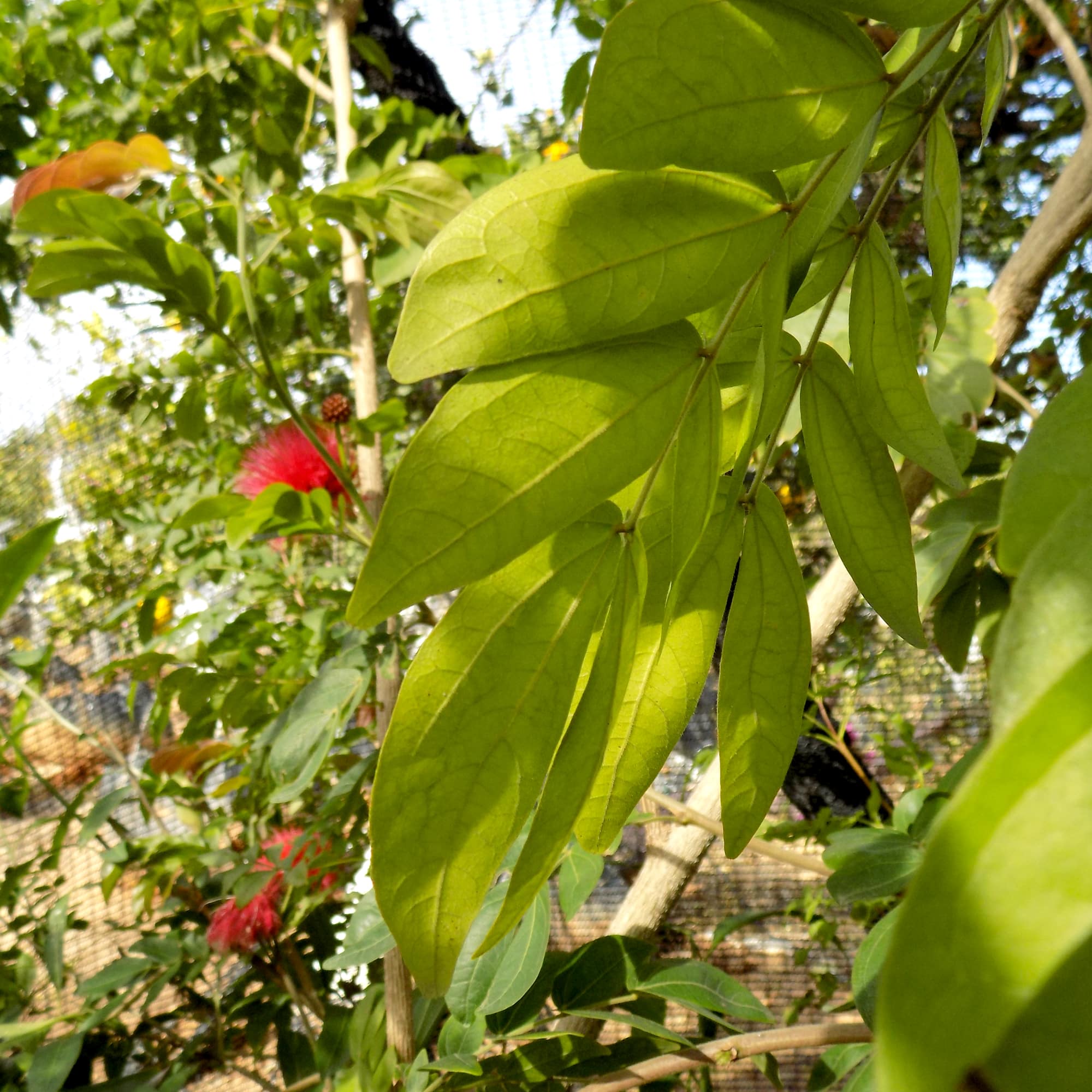 קליאנדרה ורודת קרקפות | Calliandra haematocephala | קליאנדרה אדומת פרי