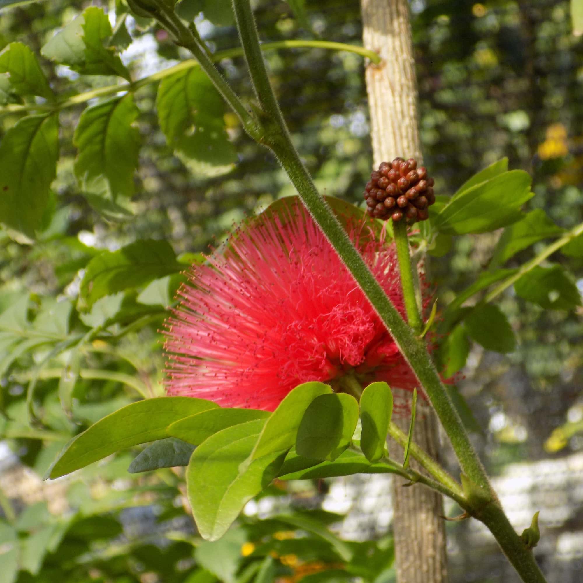 קליאנדרה ורודת קרקפות | Calliandra haematocephala | קליאנדרה אדומת פרי