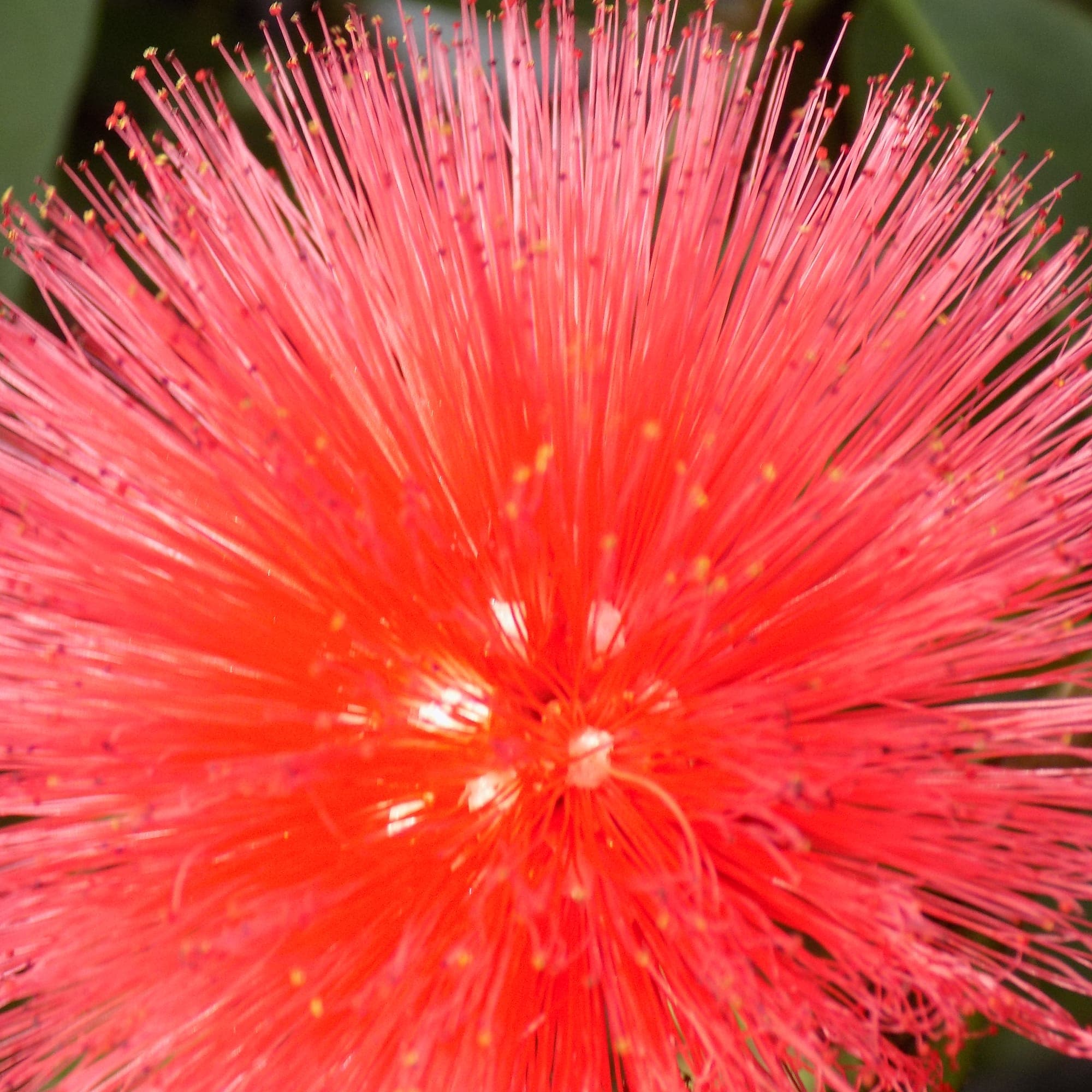 קליאנדרה ורודת קרקפות | Calliandra haematocephala | קליאנדרה אדומת פרי