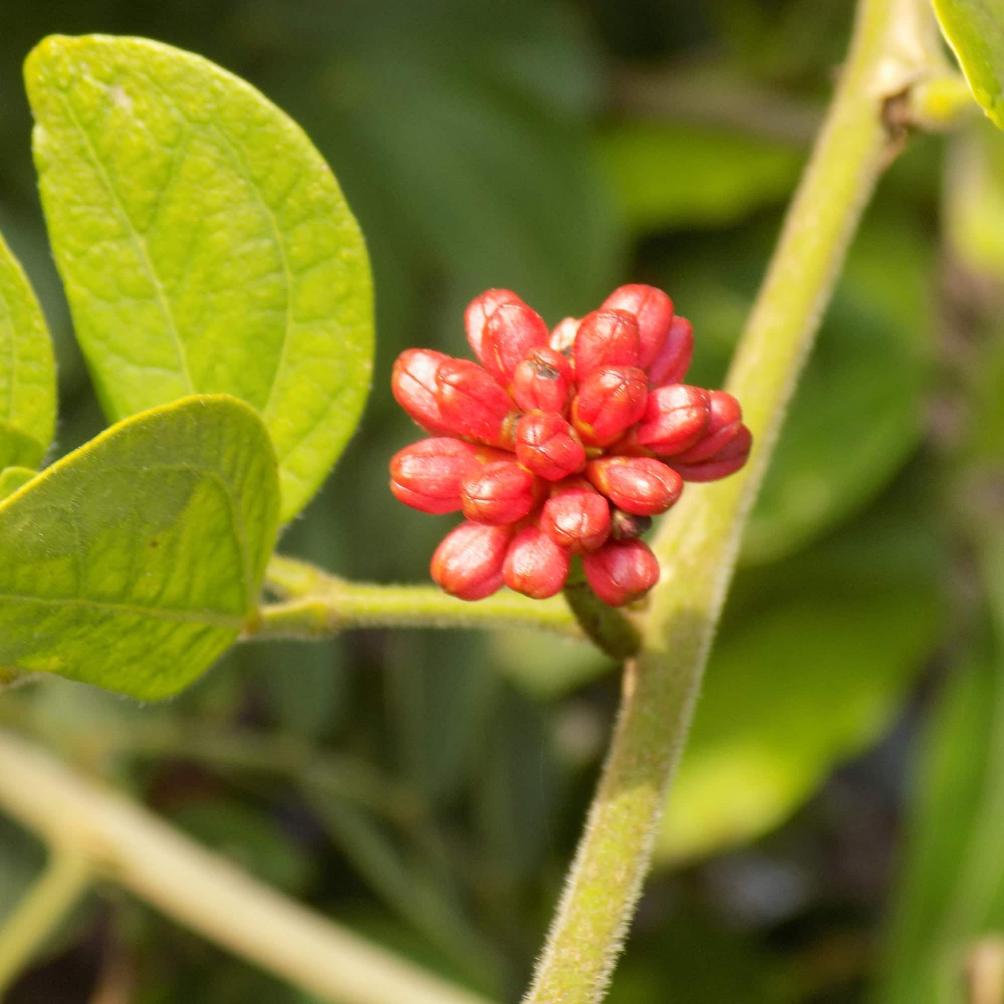 קליאנדרה ורודת קרקפות | Calliandra haematocephala | קליאנדרה אדומת פרי