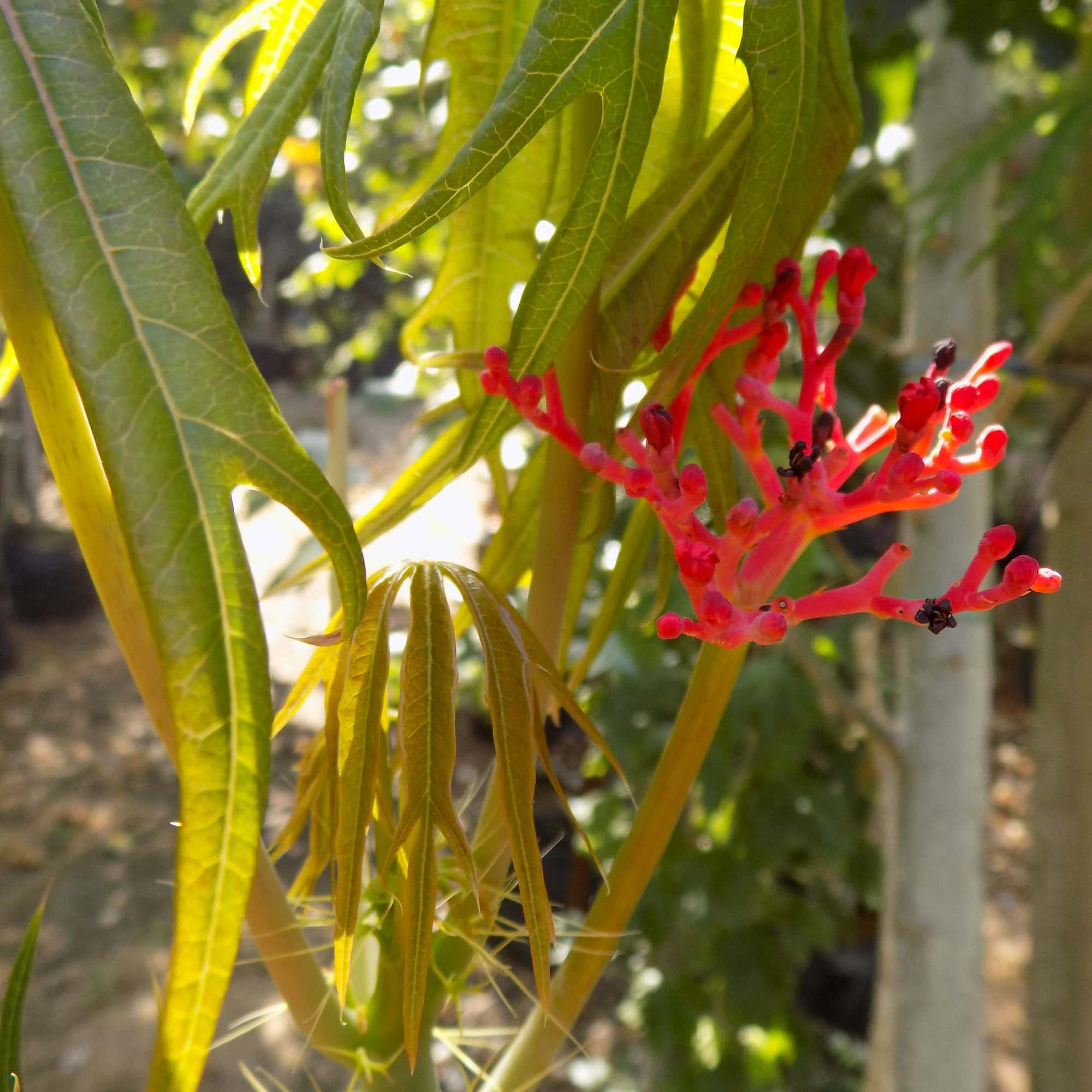 יטרופית מחולקת | Jatropha multifida
