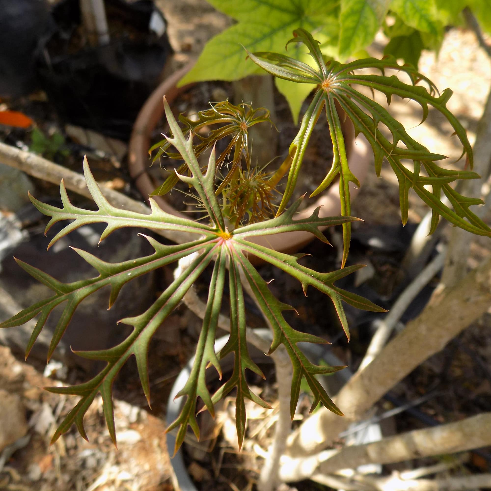 יטרופית מחולקת | Jatropha multifida