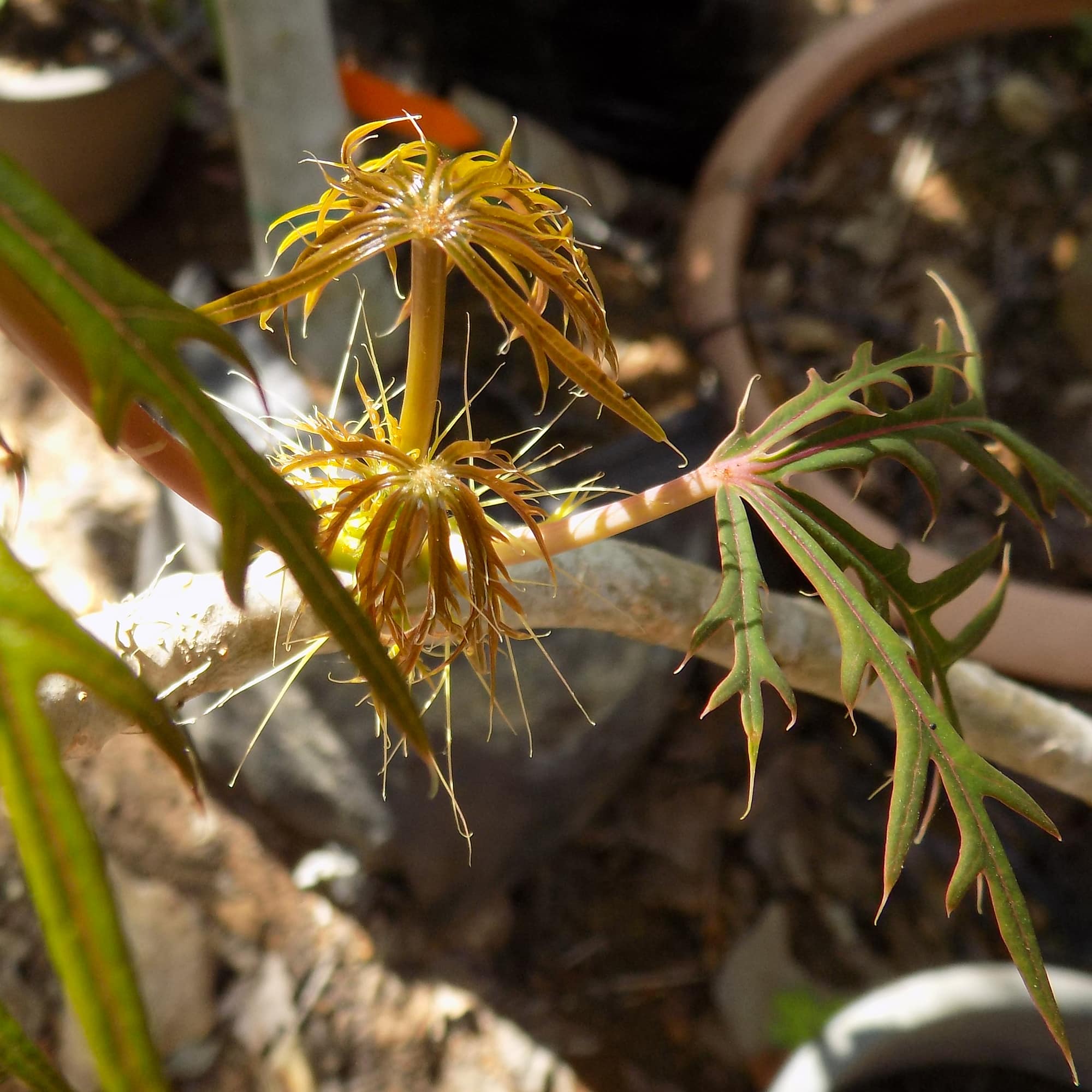 יטרופית מחולקת | Jatropha multifida