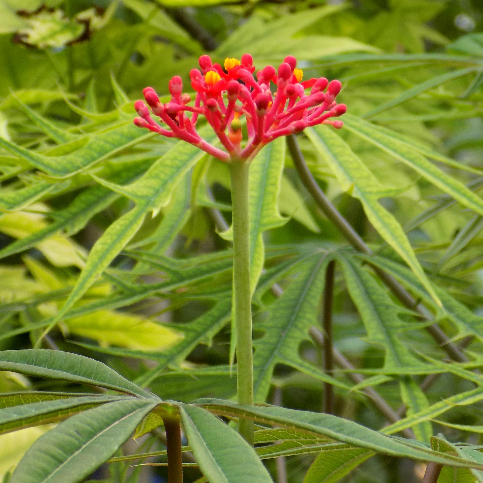 יטרופית מחולקת | Jatropha multifida