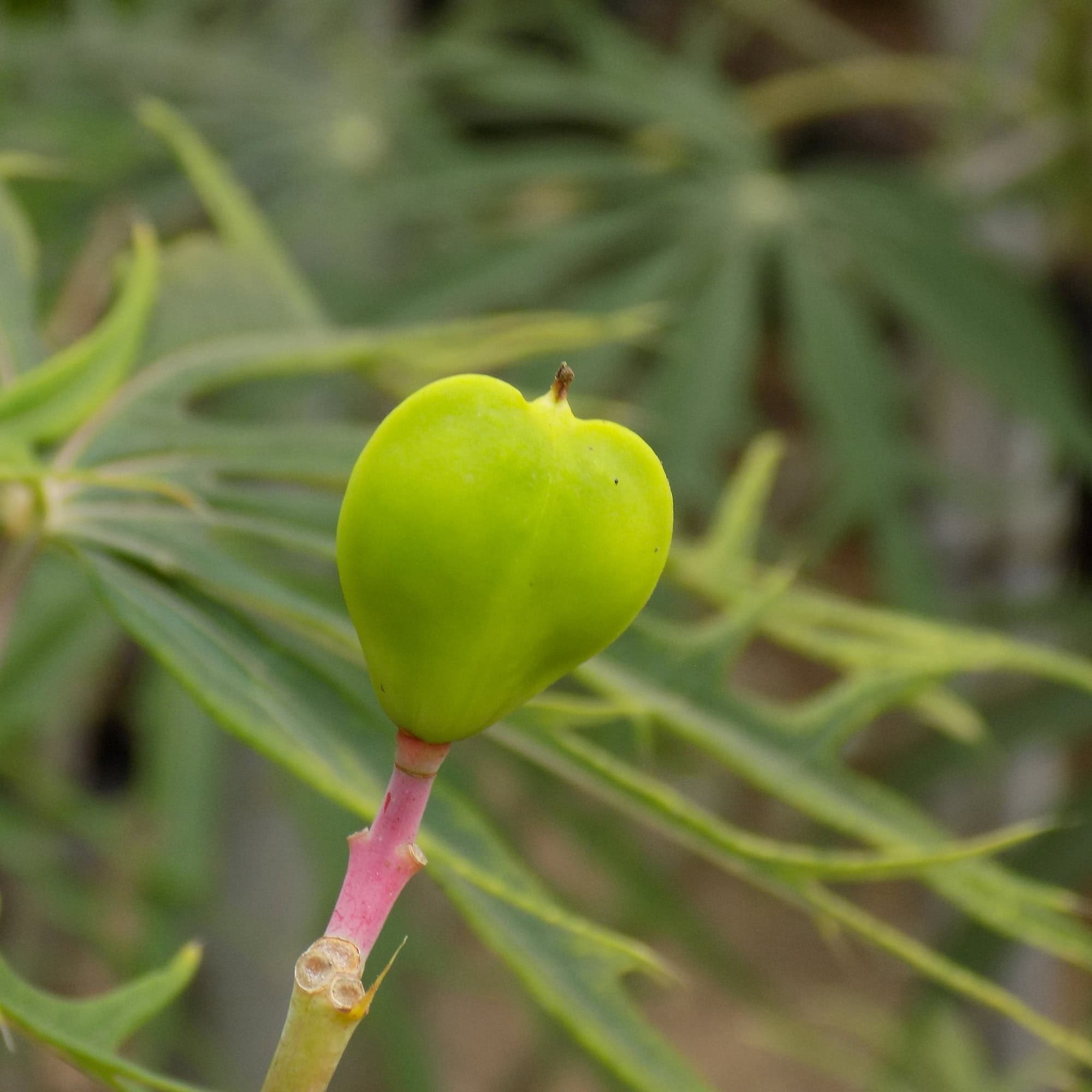 יטרופית מחולקת | Jatropha multifida