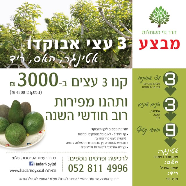 מבצע - אבוקדו כל השנה