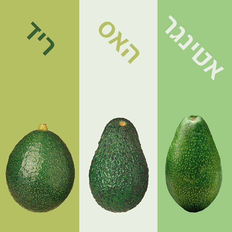 אבוקדו ריד בוגר 5 צול | משתלות הדר נוי