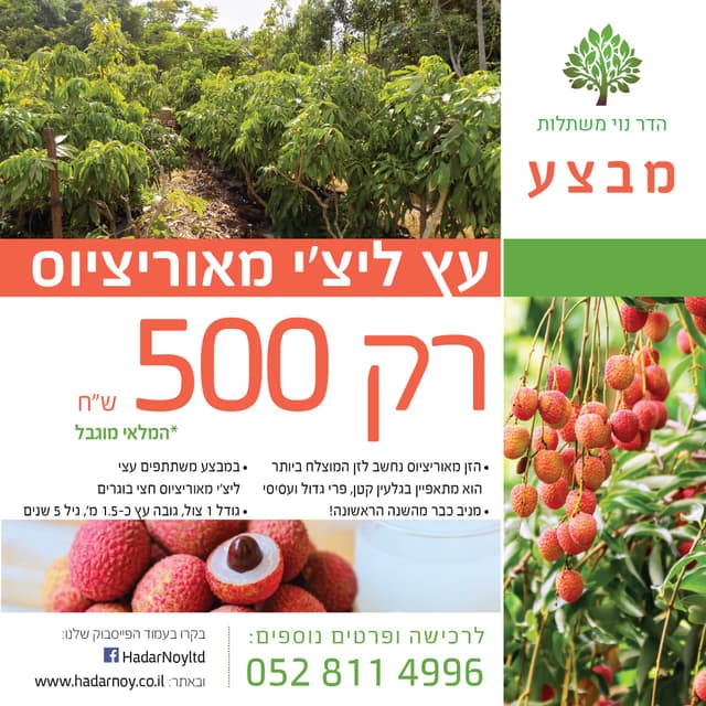 מבצע - עץ ליצ'י חצי בוגר