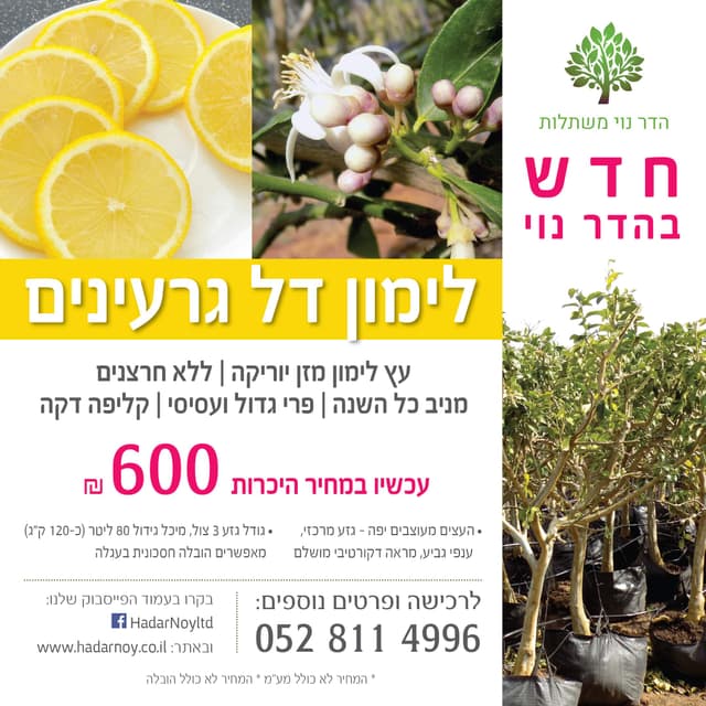 מבצע - לימון דל גרעינים