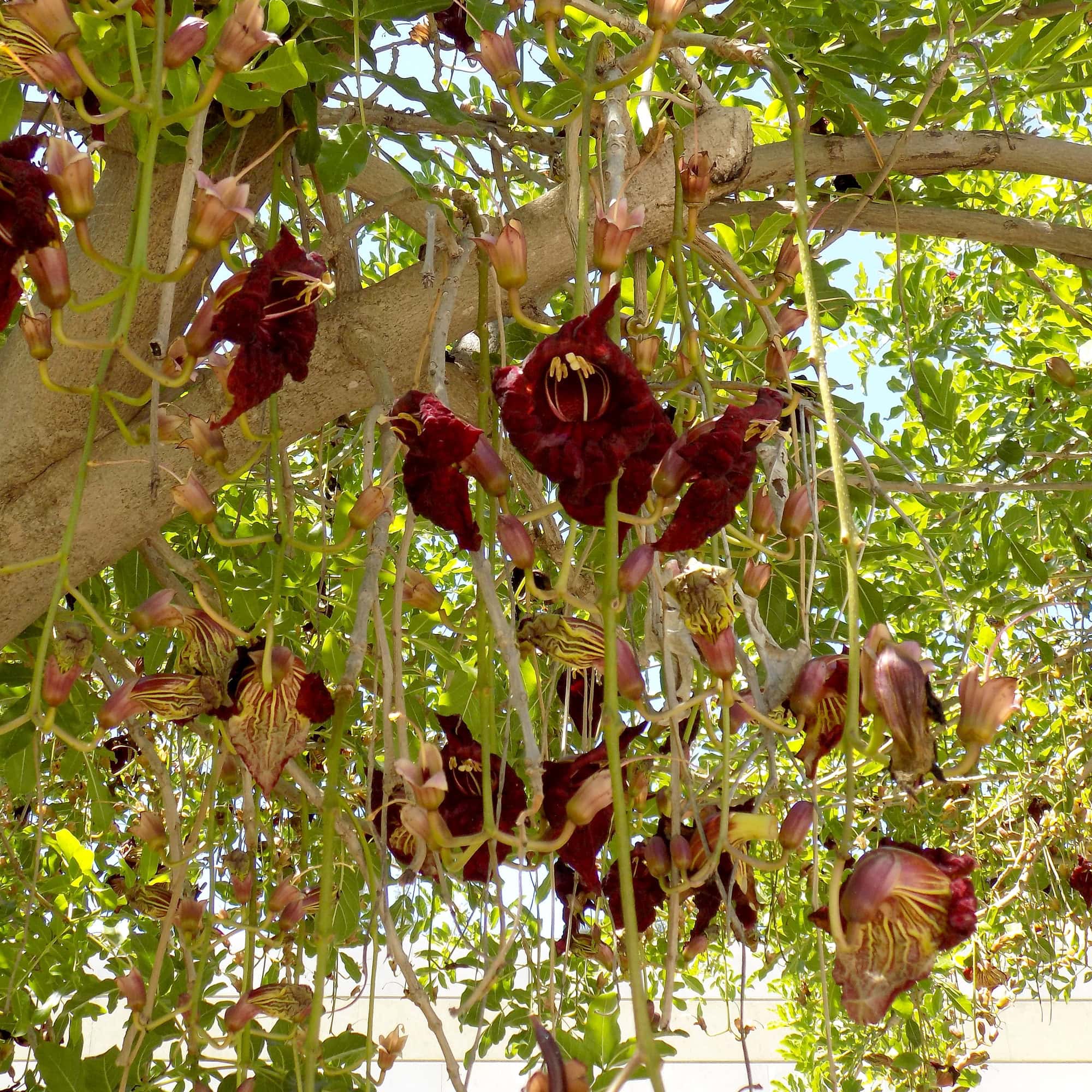 קיגליה מנוצה | Kigelia africana | Sausage tree
