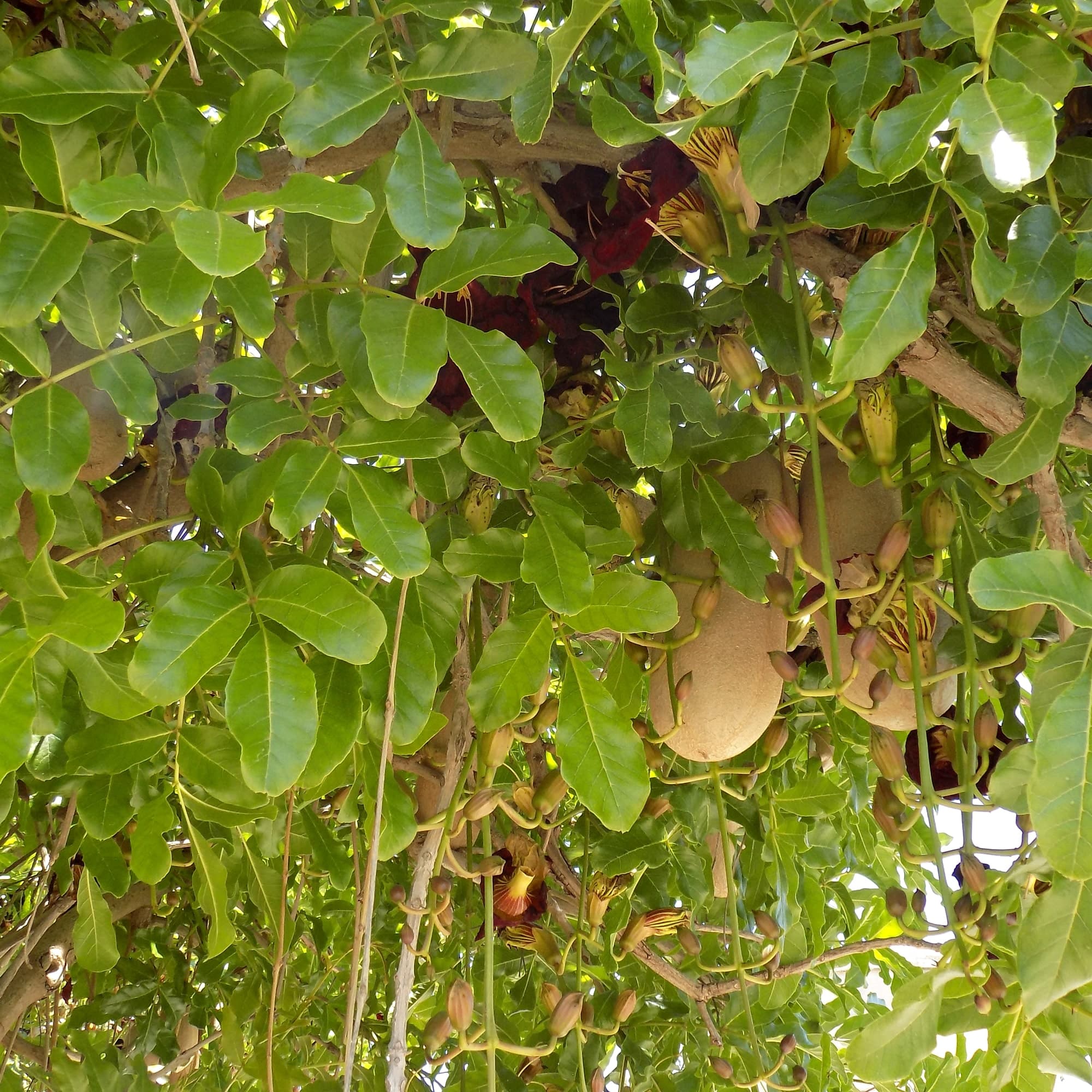 קיגליה מנוצה | Kigelia africana | Sausage tree