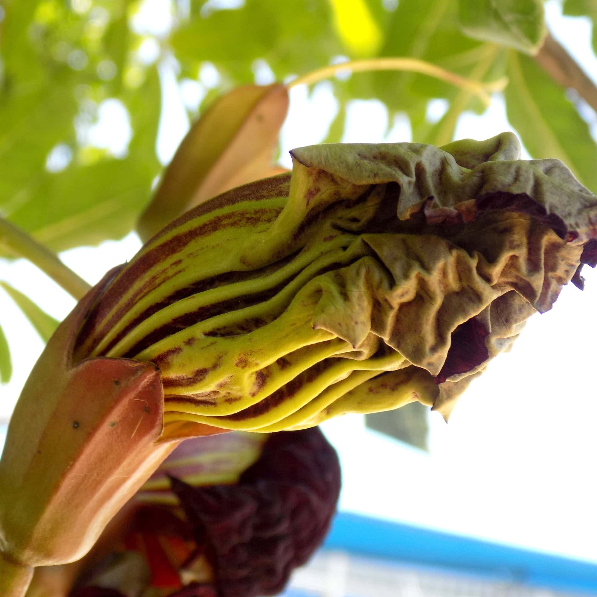קיגליה מנוצה | Kigelia africana | Sausage tree