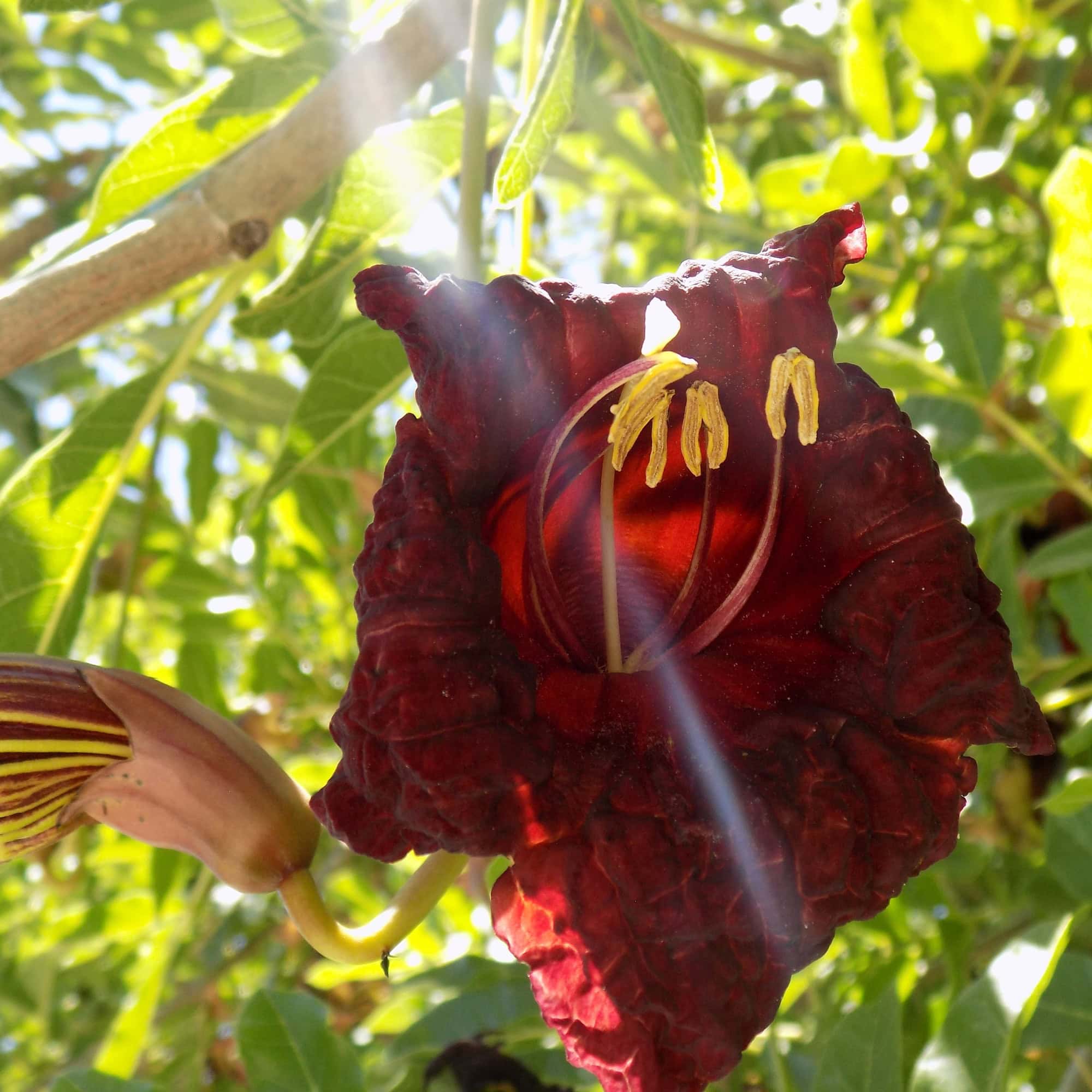 קיגליה מנוצה | Kigelia africana | Sausage tree