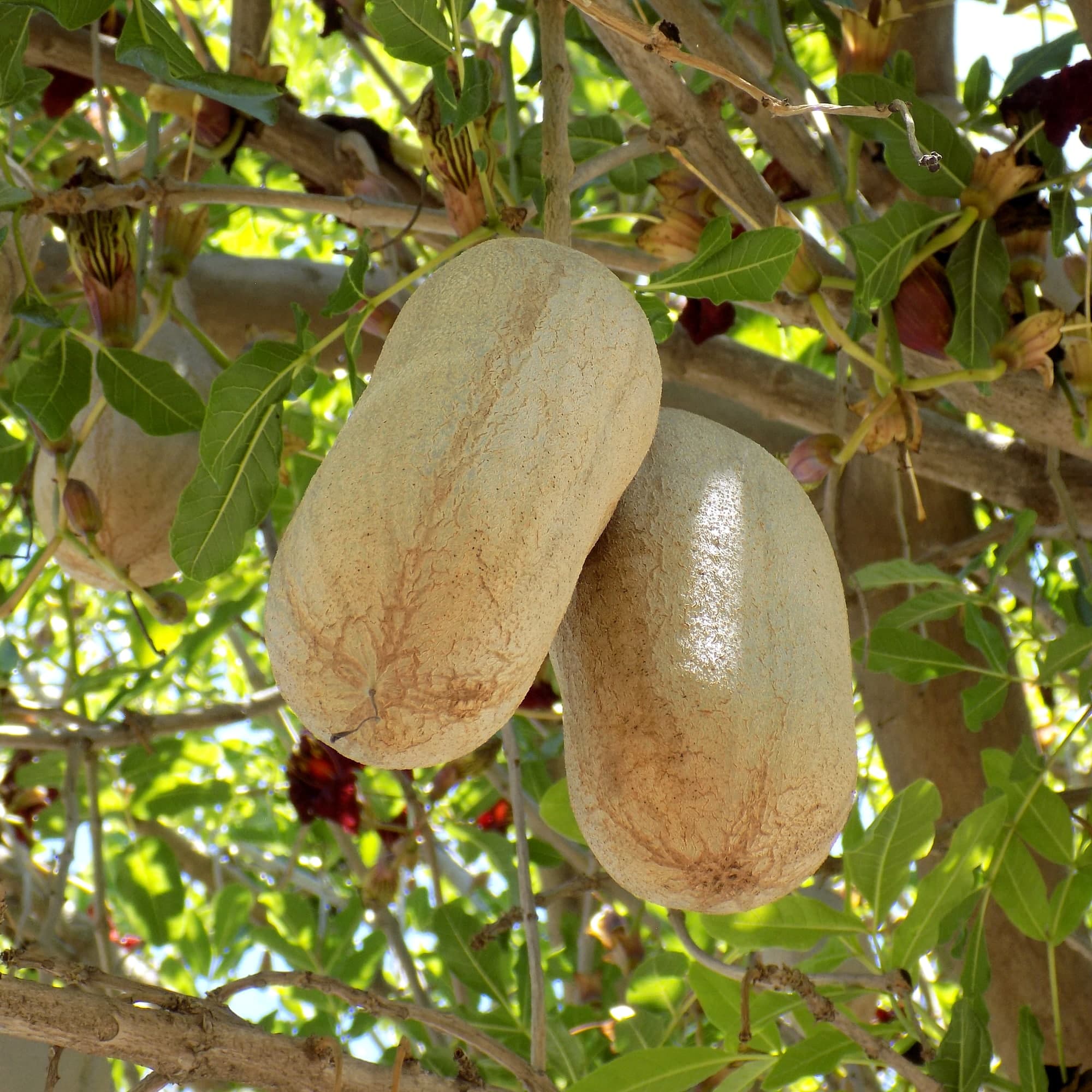 קיגליה מנוצה | Kigelia africana | Sausage tree