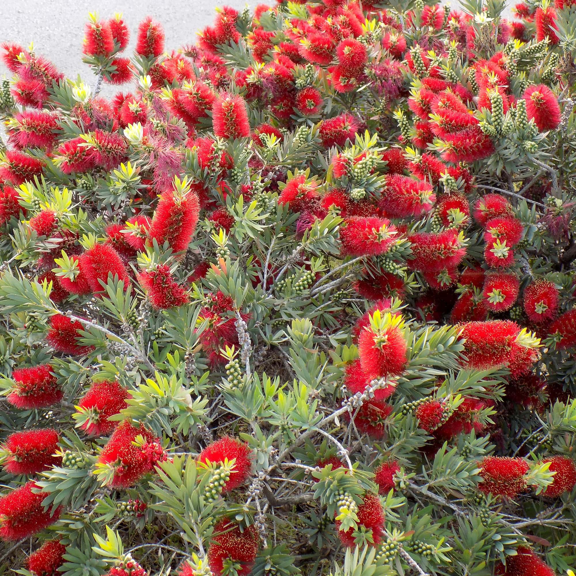 קליסטמון מנוקד | Callistemon macropunctatus