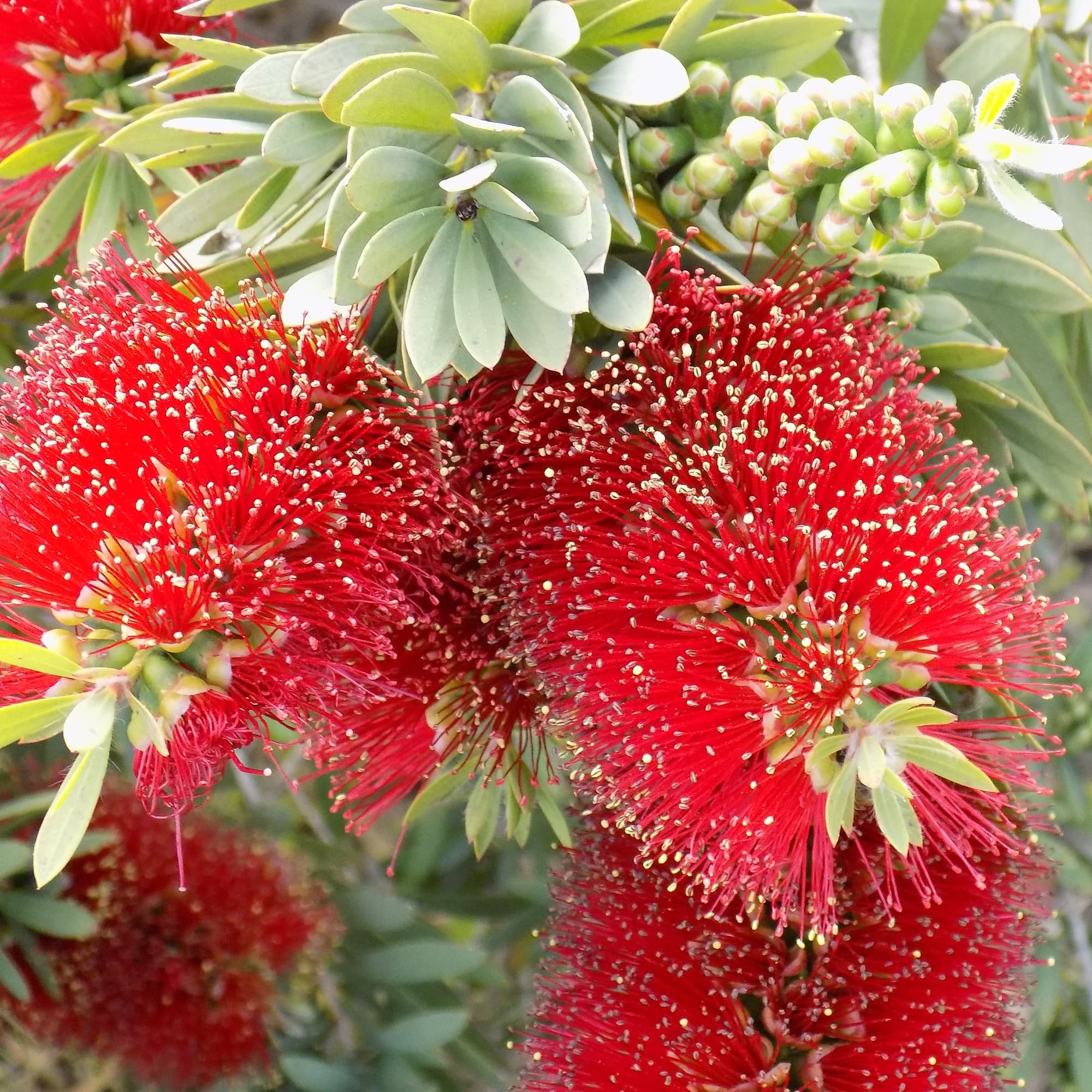 קליסטמון מנוקד | Callistemon macropunctatus