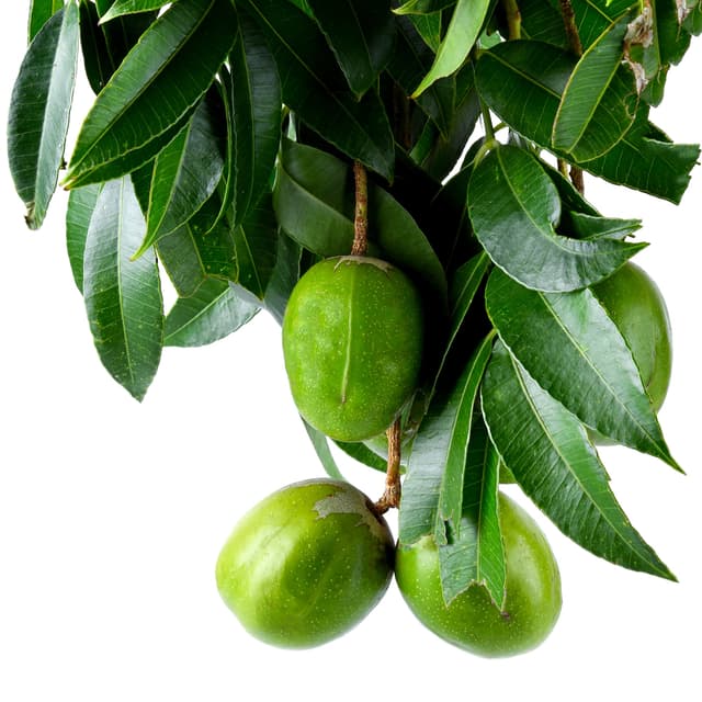 אמברלה | Spondias dulcis | Ambrella