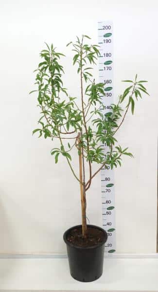 עץ שקדיה אום אל פחם 25 ליטר