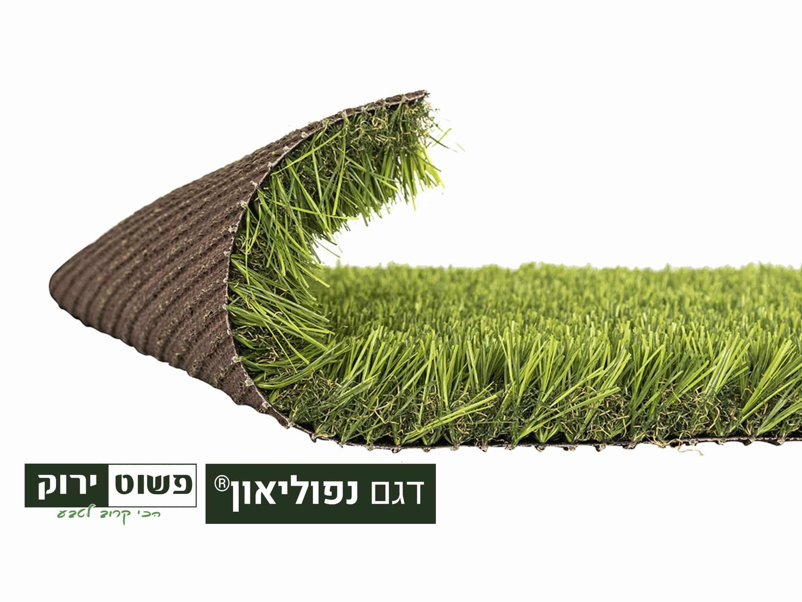 דגם נפוליאון | משתלות הדר נוי