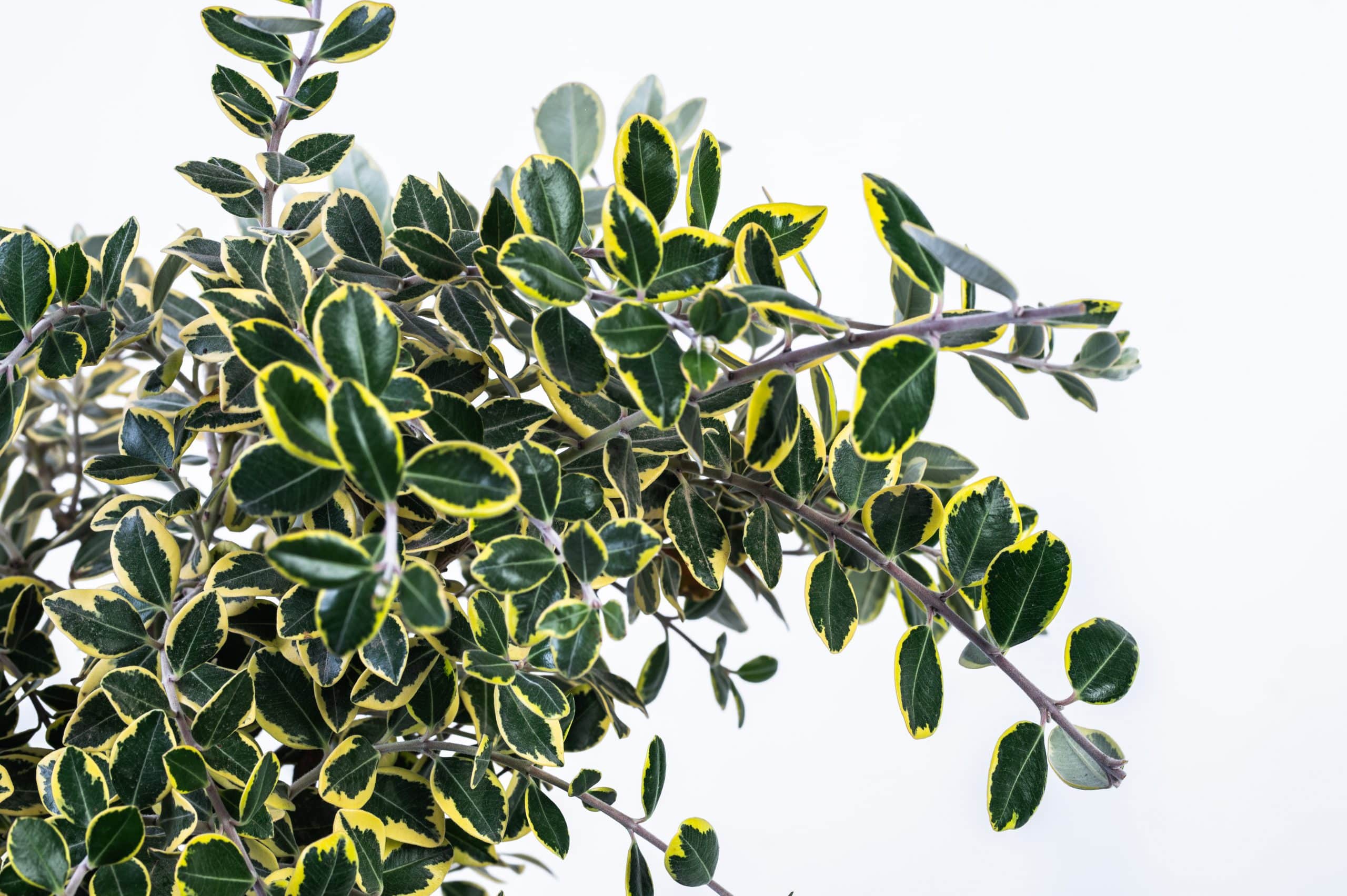 ברזילי מגוון (מטרוסידרוס) 10 ליטר