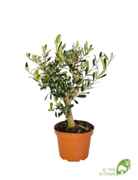 זית קטן מעוצב בקערה 15ס"מ