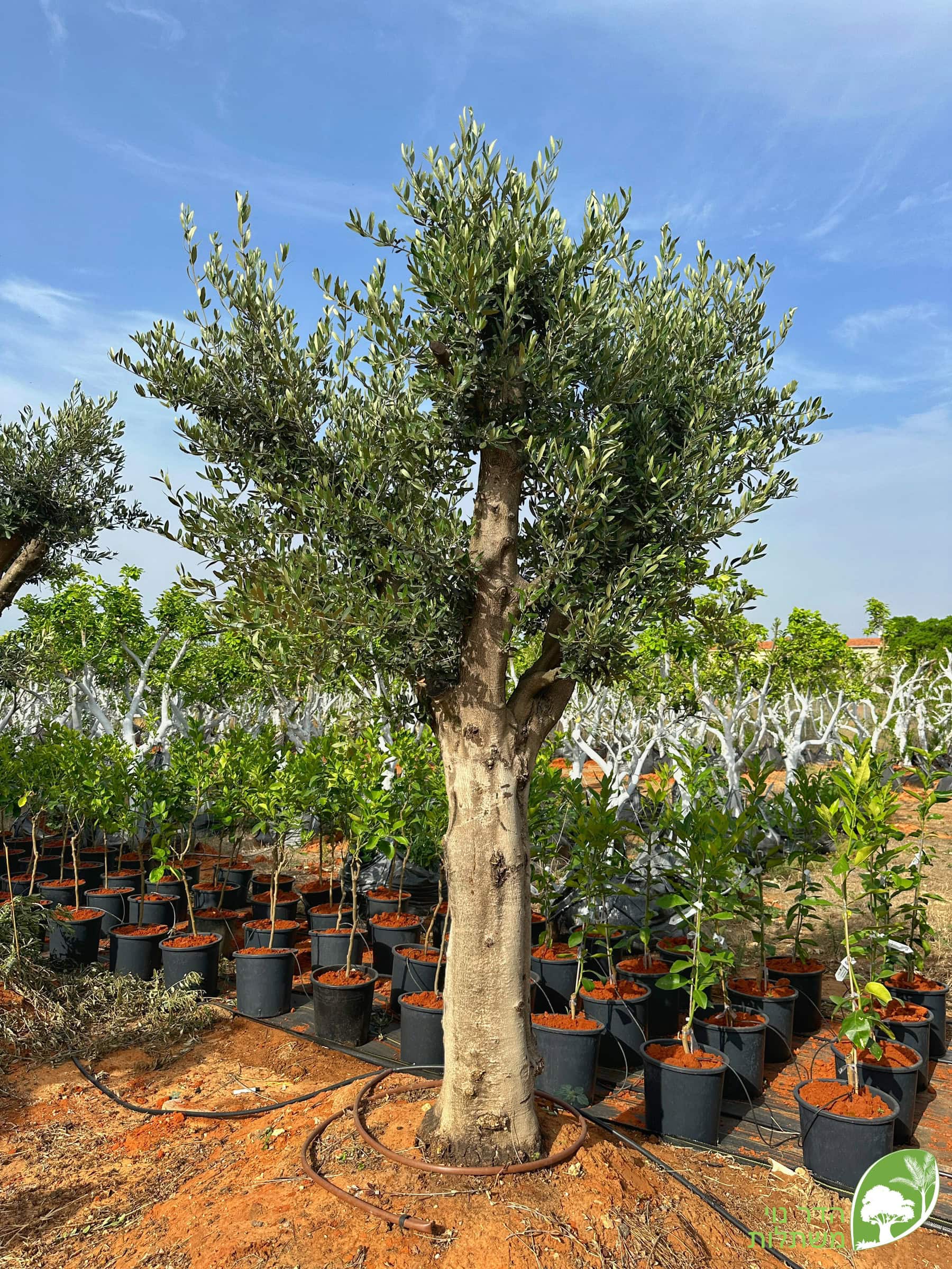זית סורי טבעי בוגר 12 צול למכירה - מחיר