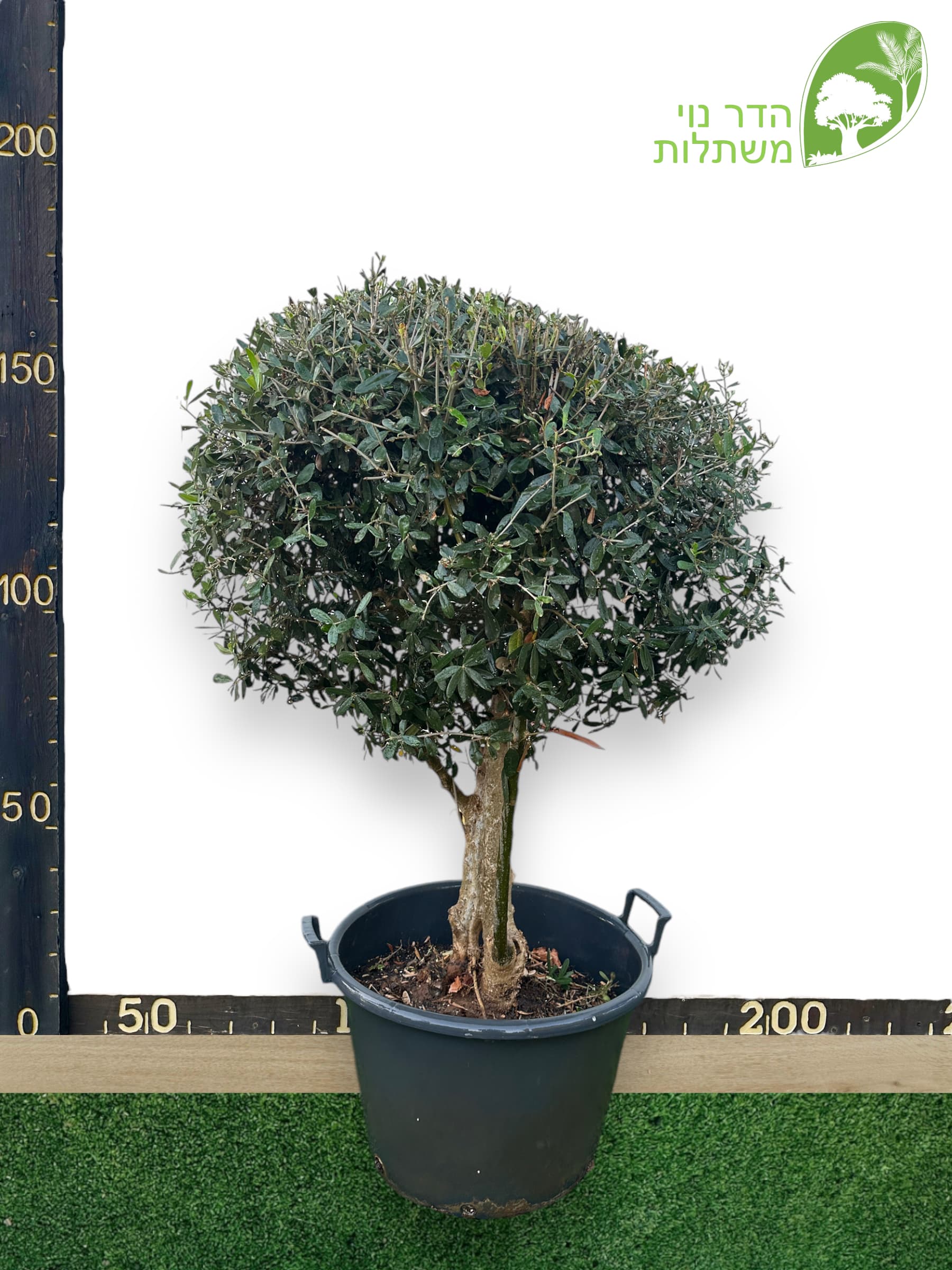 זית בוגר מעוצב כדור ענק 60 ליטר למכירה - מחיר