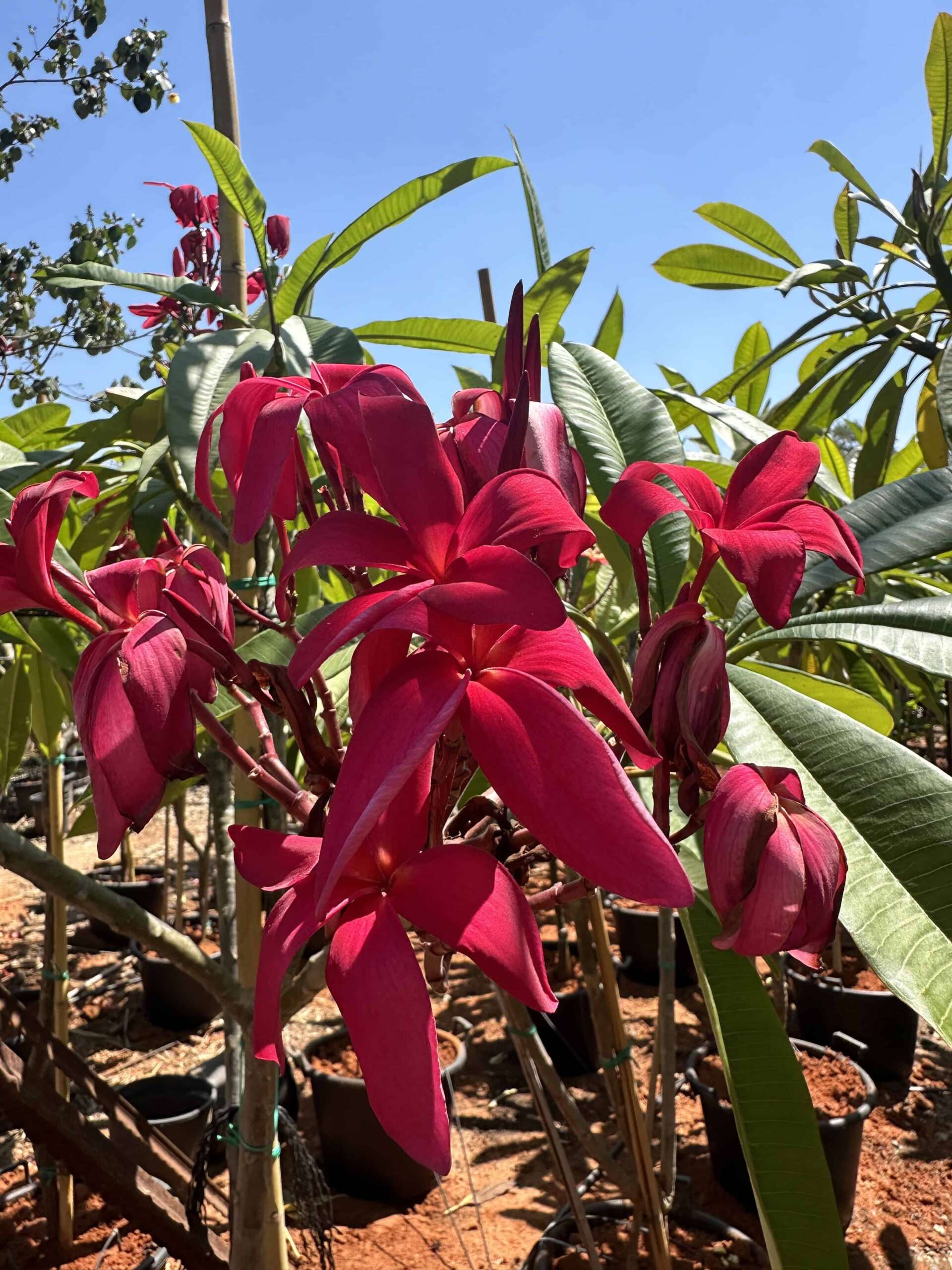 פלומריה ריחנית (פיטנה, Plumeria rubra) אדומה, צמח פורח בחלקת המשתלה, פרחים בגוון אדום-קרמזיל עמוק על רקע שמיים כחולים ועציצים באדמה אדומה, משתלות הדר נוי