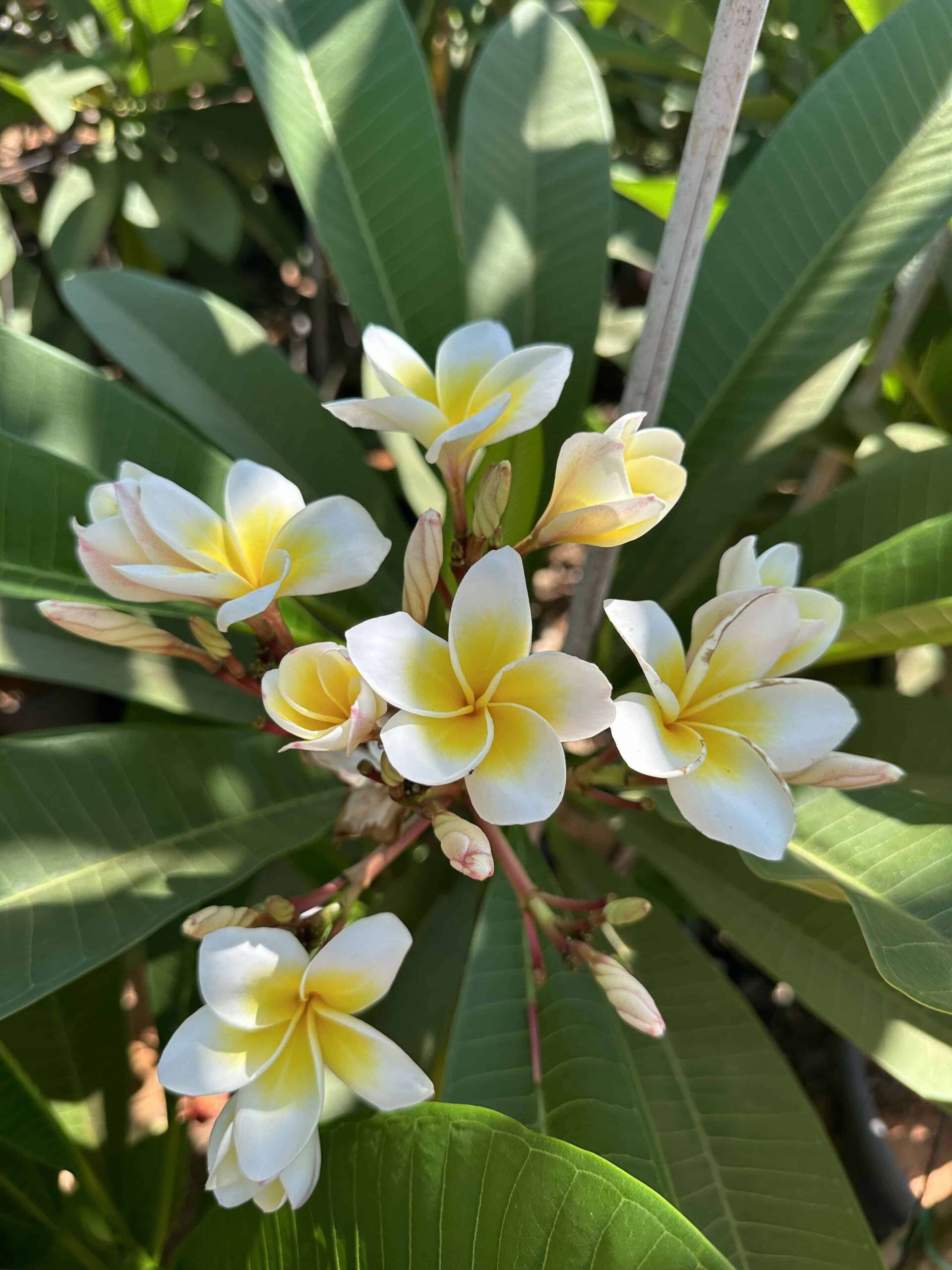 פלומריה ריחנית (פיטנה, Plumeria rubra) לבנה, תקריב אשכול פרחים לבנים בעלי לוע צהוב רחב, בין עלים ירוקים ארוכים בחלקת המשתלה, משתלות הדר נוי