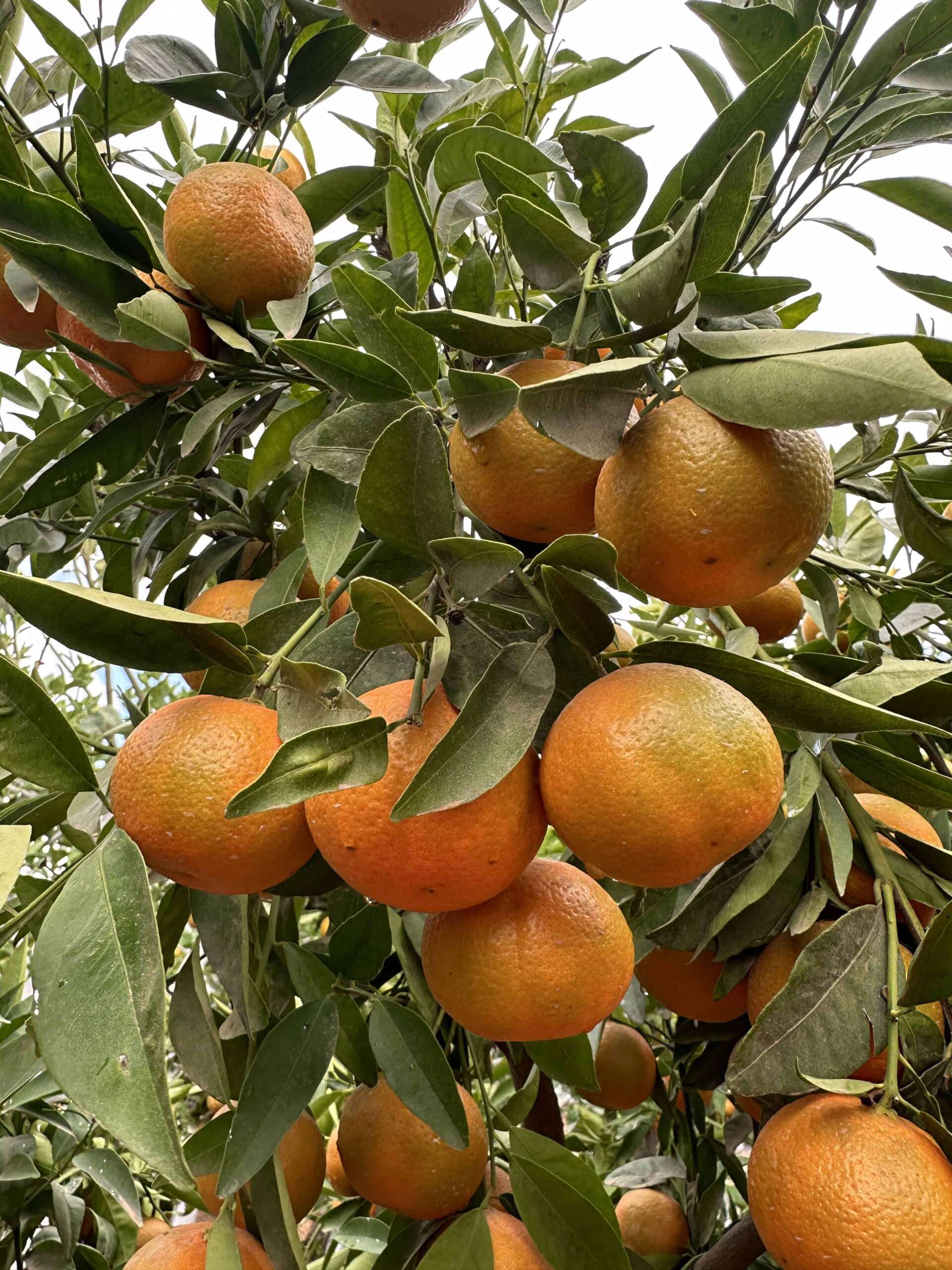 אשכול קלמנטינות כתומות ובשלות על ענפי העץ, פרי צפוף בין עלווה ירוקה כהה — הדר נוי משתלות