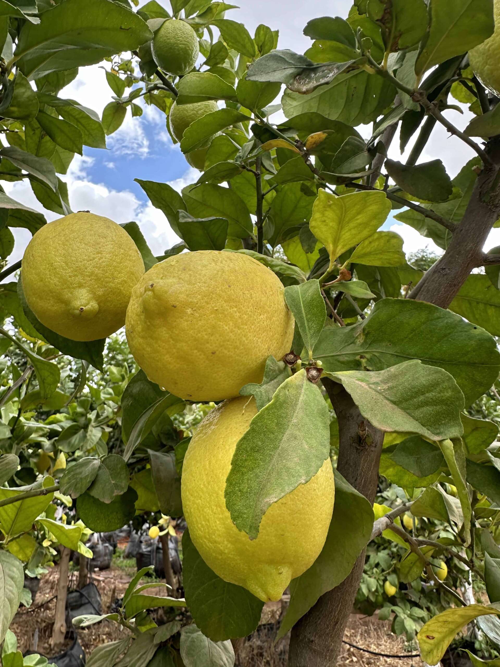 לימוני יוריקה צהובים ובשלים תלויים על הענף על רקע שמיים כחולים, עלווה ירוקה מבריקה סביבם — הדר נוי משתלות