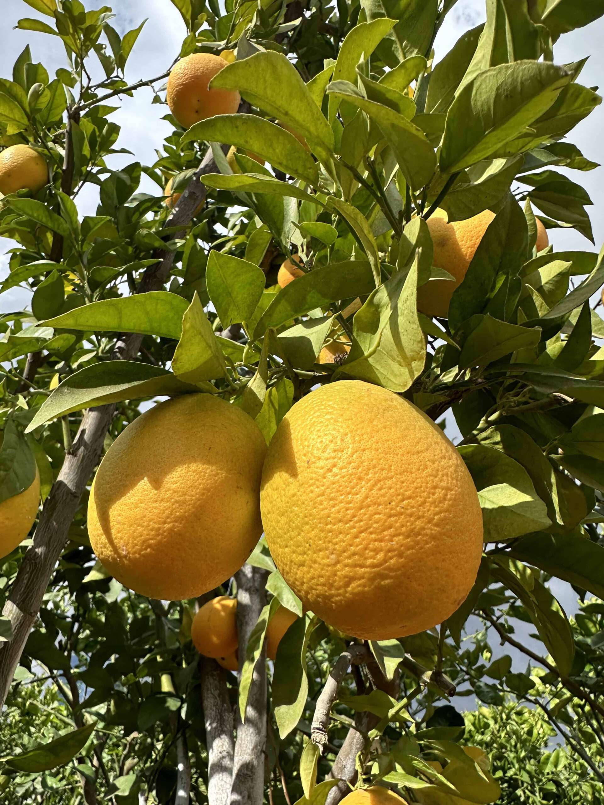 פירות תפוז שמוטי גדולים בגוון צהוב-כתום תלויים על ענפי העץ בין עלים ירוקים כהים — הדר נוי משתלות