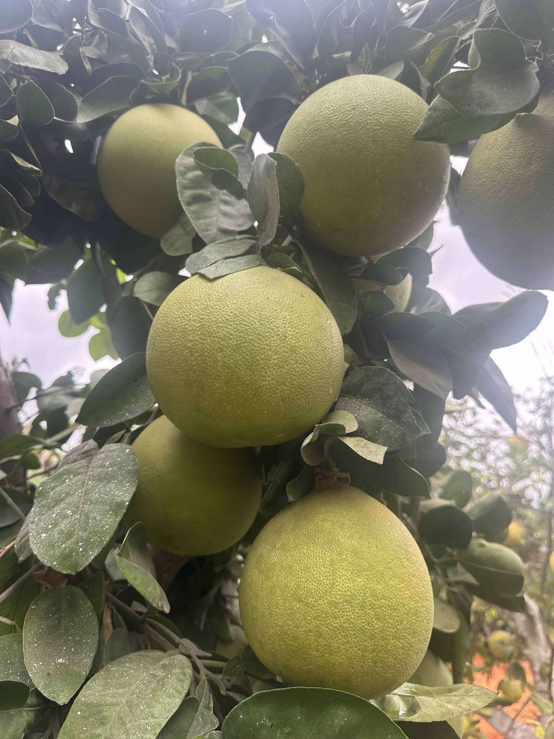 פומלה לבנה למכירה