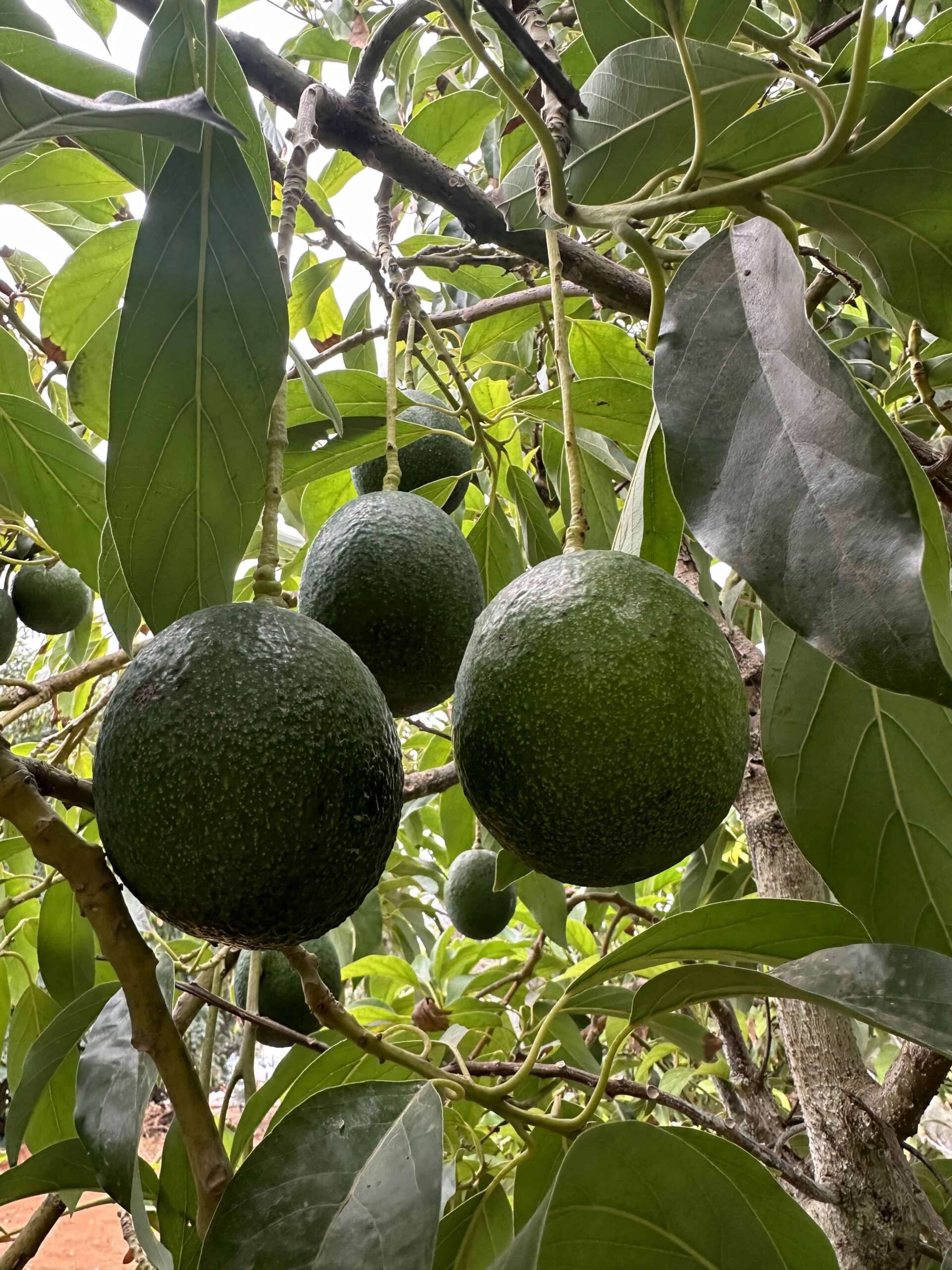 אבוקדו ריד למכירה
