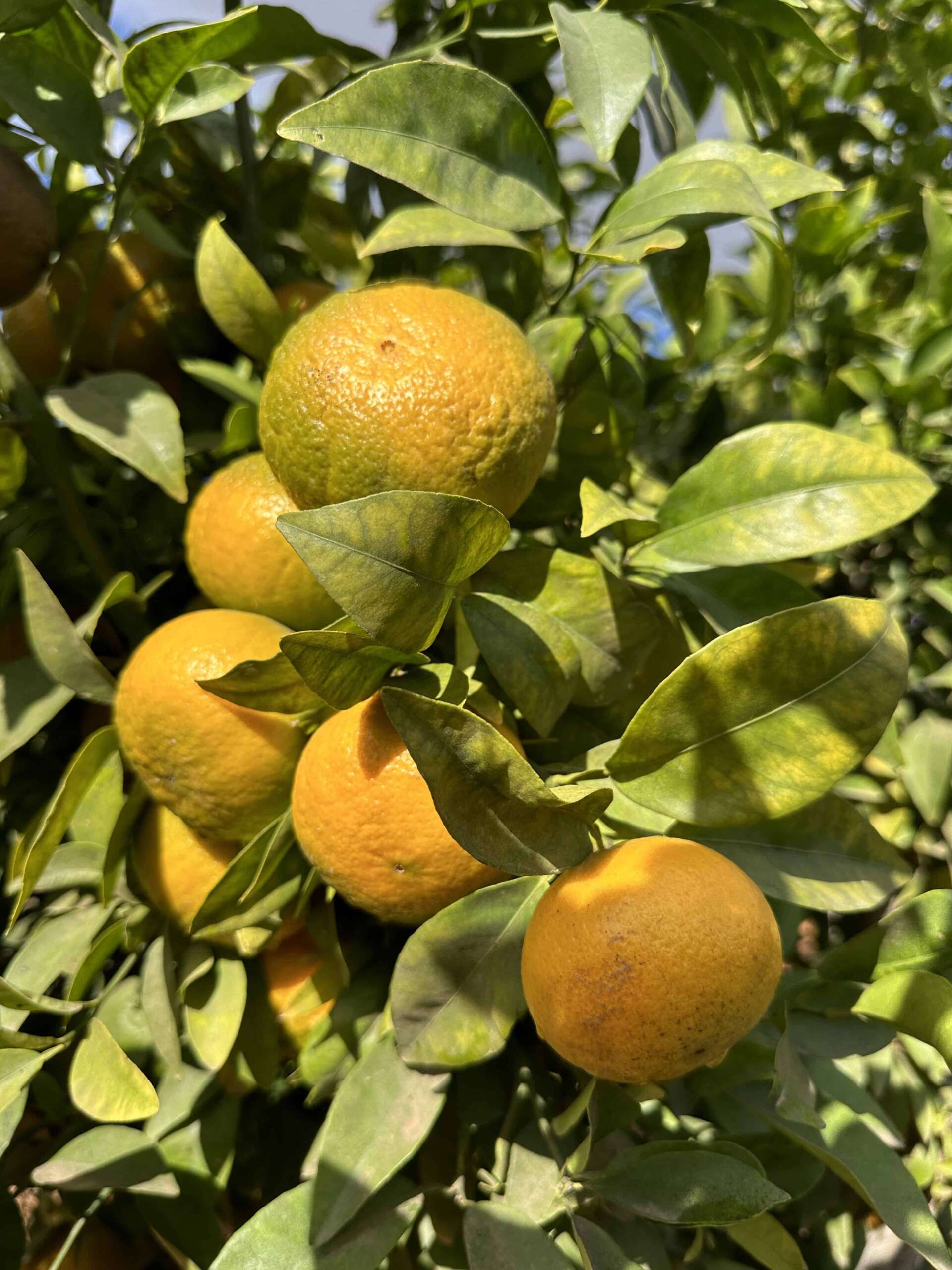 קלמנטינה אור למכירה