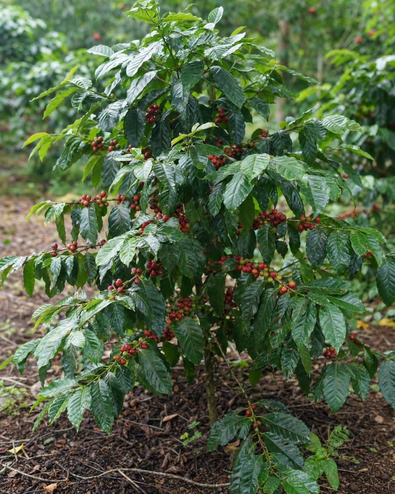 קפה ערביקה (Coffea arabica, 'עץ הקפה׳) הוא שיח-נוי ירוק-עד ומרשים — עלים גדולים,