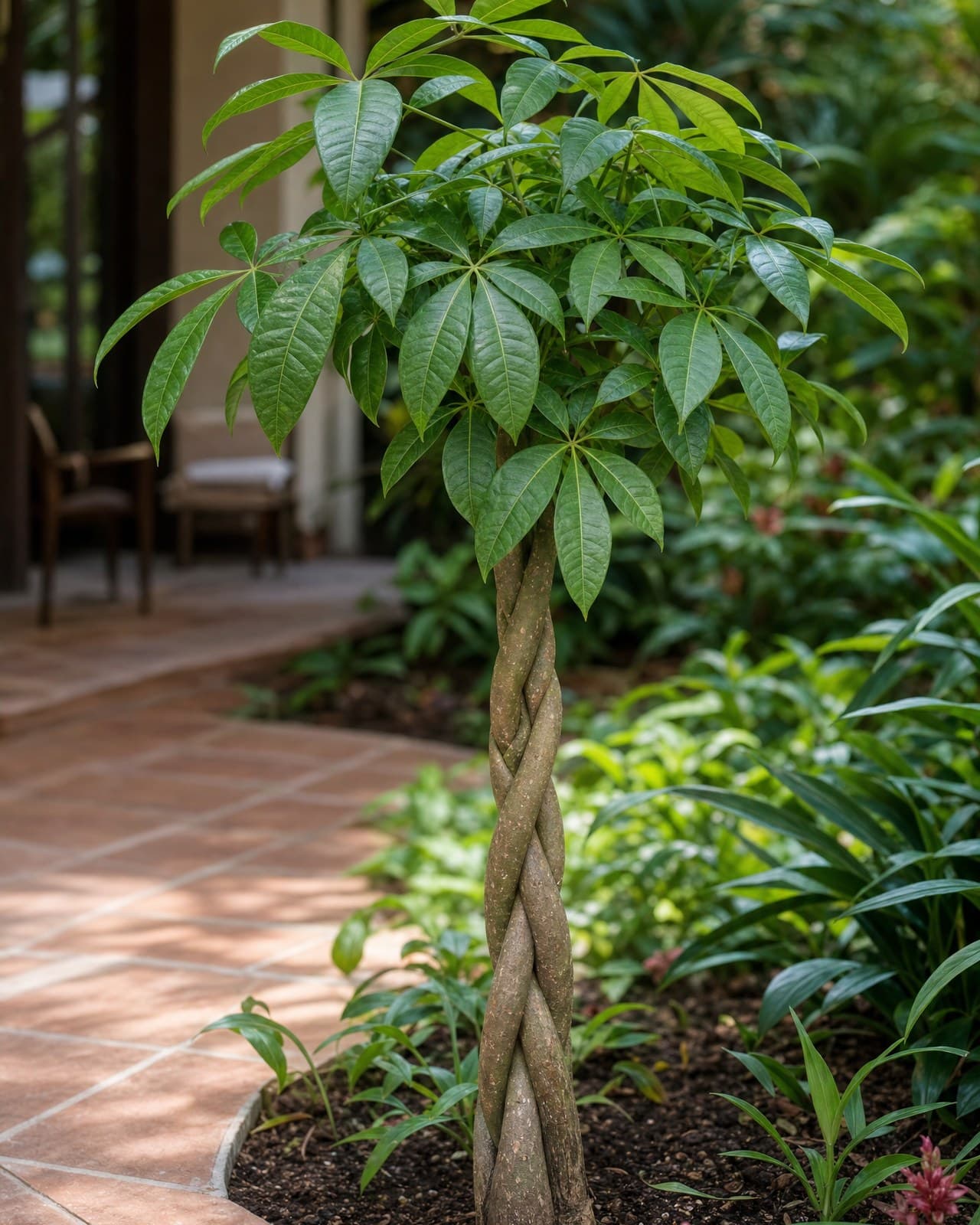 פכירה 'אקווטיקה׳ (Pachira aquatica, 'עץ הכסף׳ / money tree, Malabar chestnut, ממ
